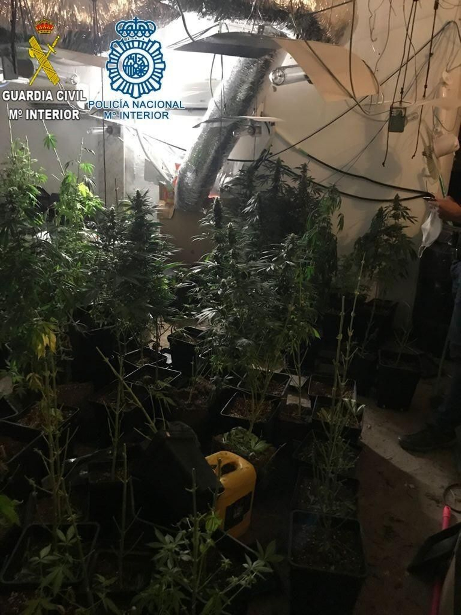 La plantación desmantelada.