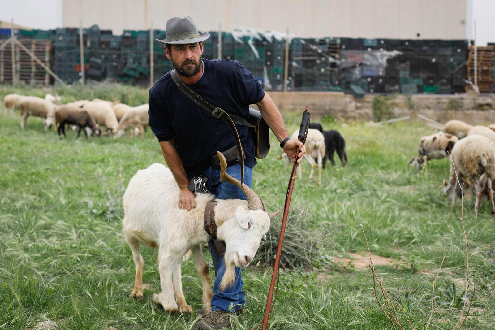 Galería de la Feria  de ganado en Tarambana