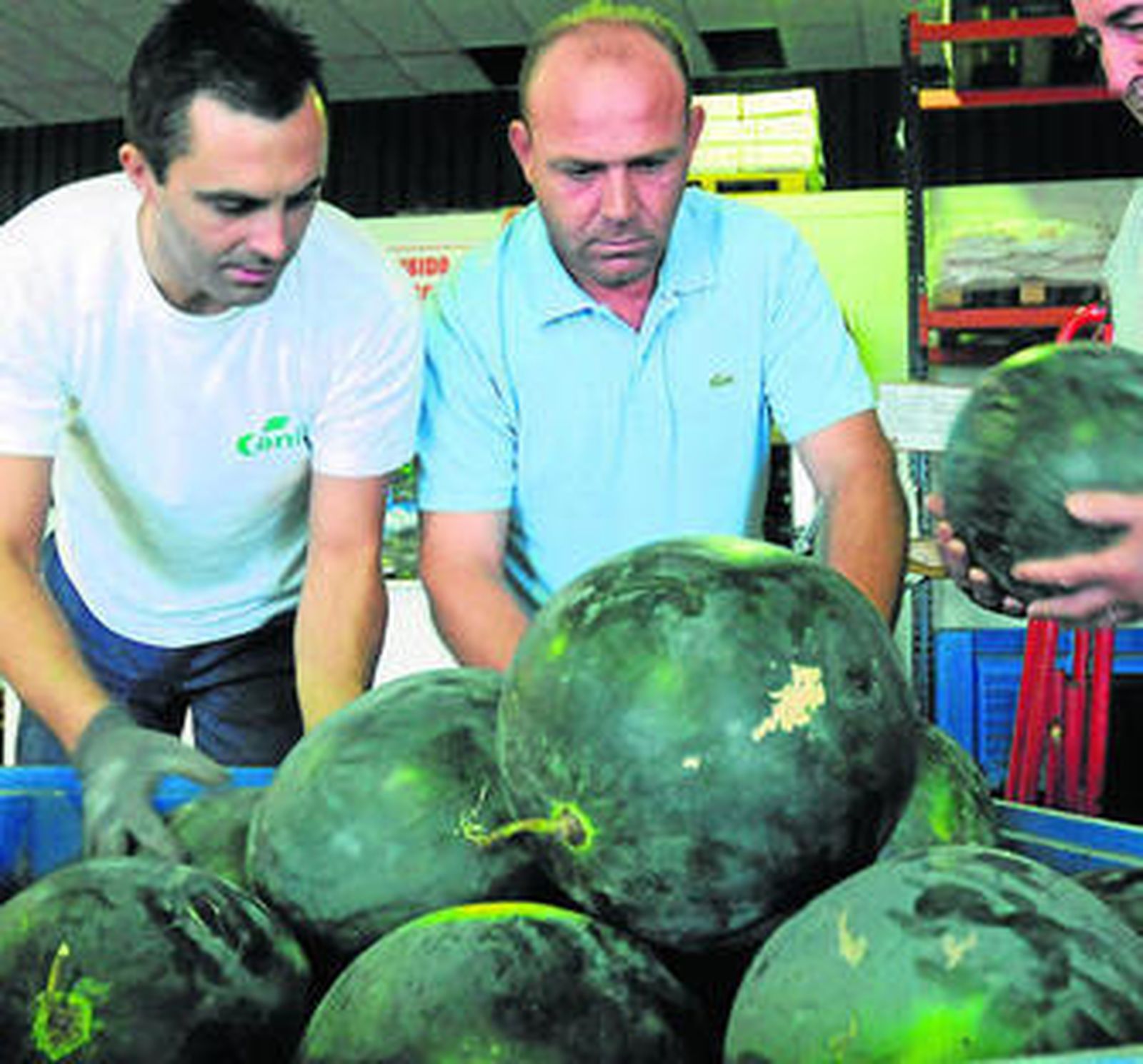 La técnica de cultivo del Ifapa mejora la calidad del fruto en peso unitario y maduración.