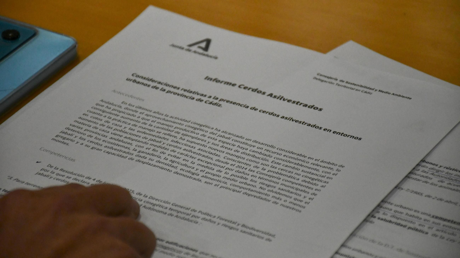 El Ayuntamiento de San Roque impulsa medidas urgentes para controlar la plaga de cerdos asilvestrados en zonas urbanas.