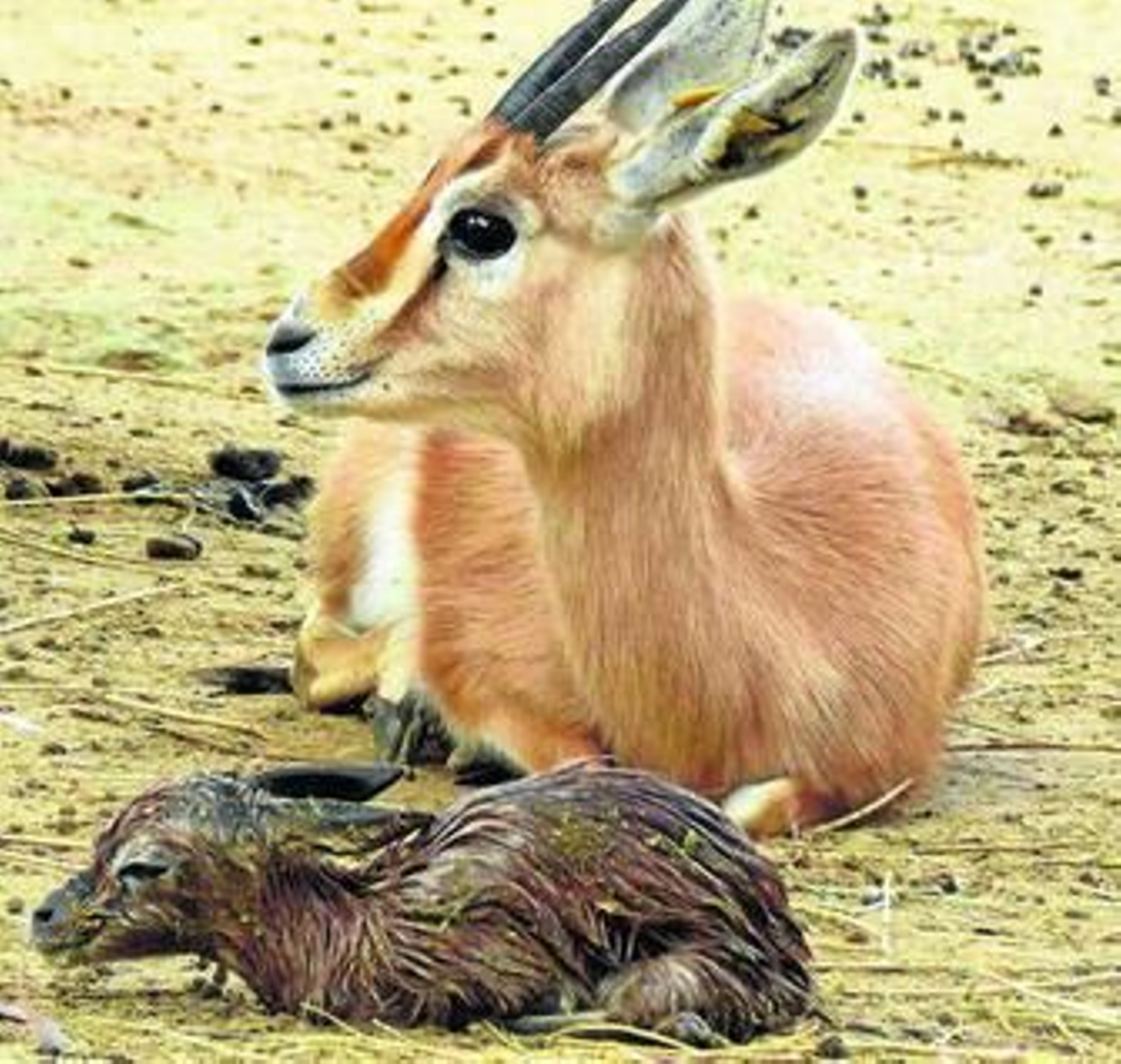 La cría de gacela dorca que puede ser ya vista por los visitantes del Zoo.