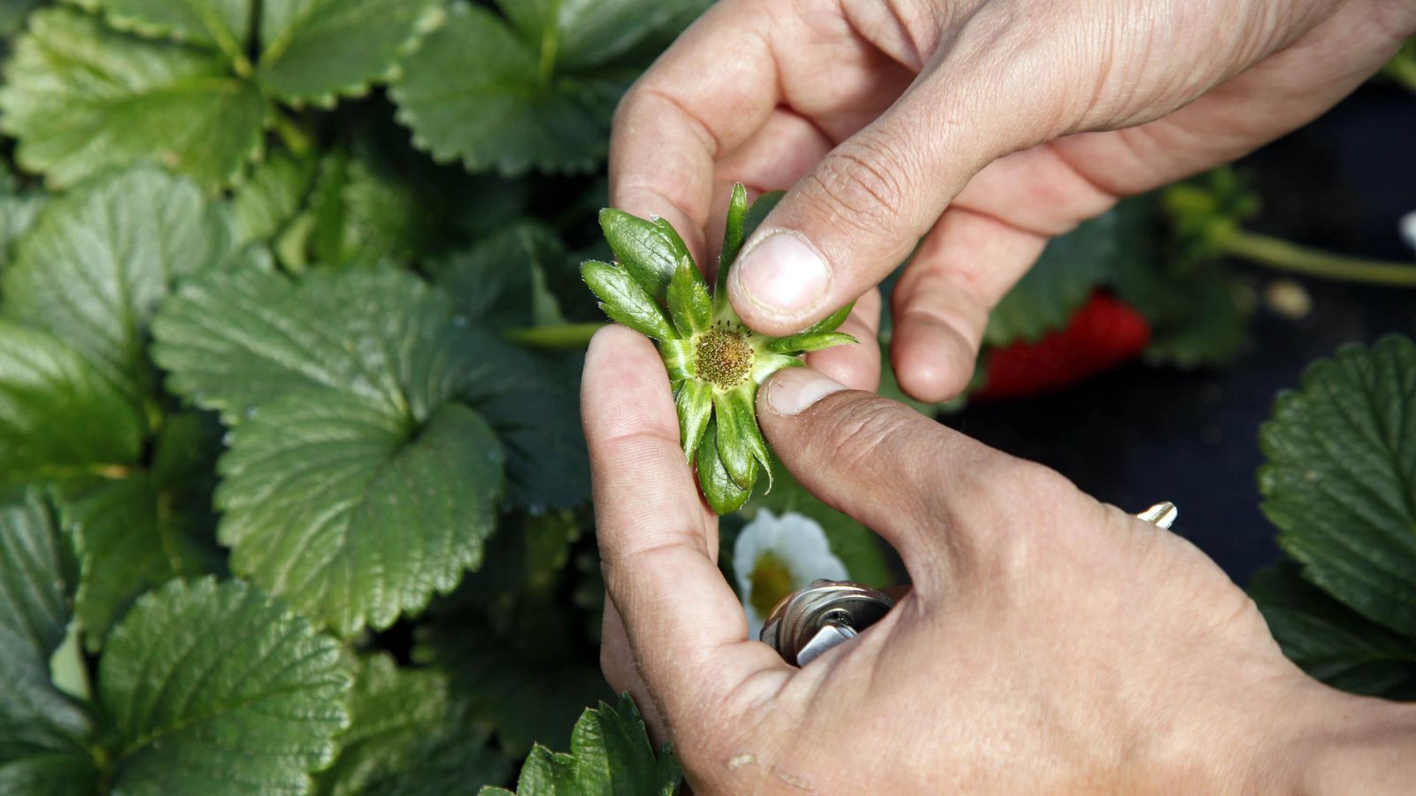 El frío y las heladas pueden afectar a la floración