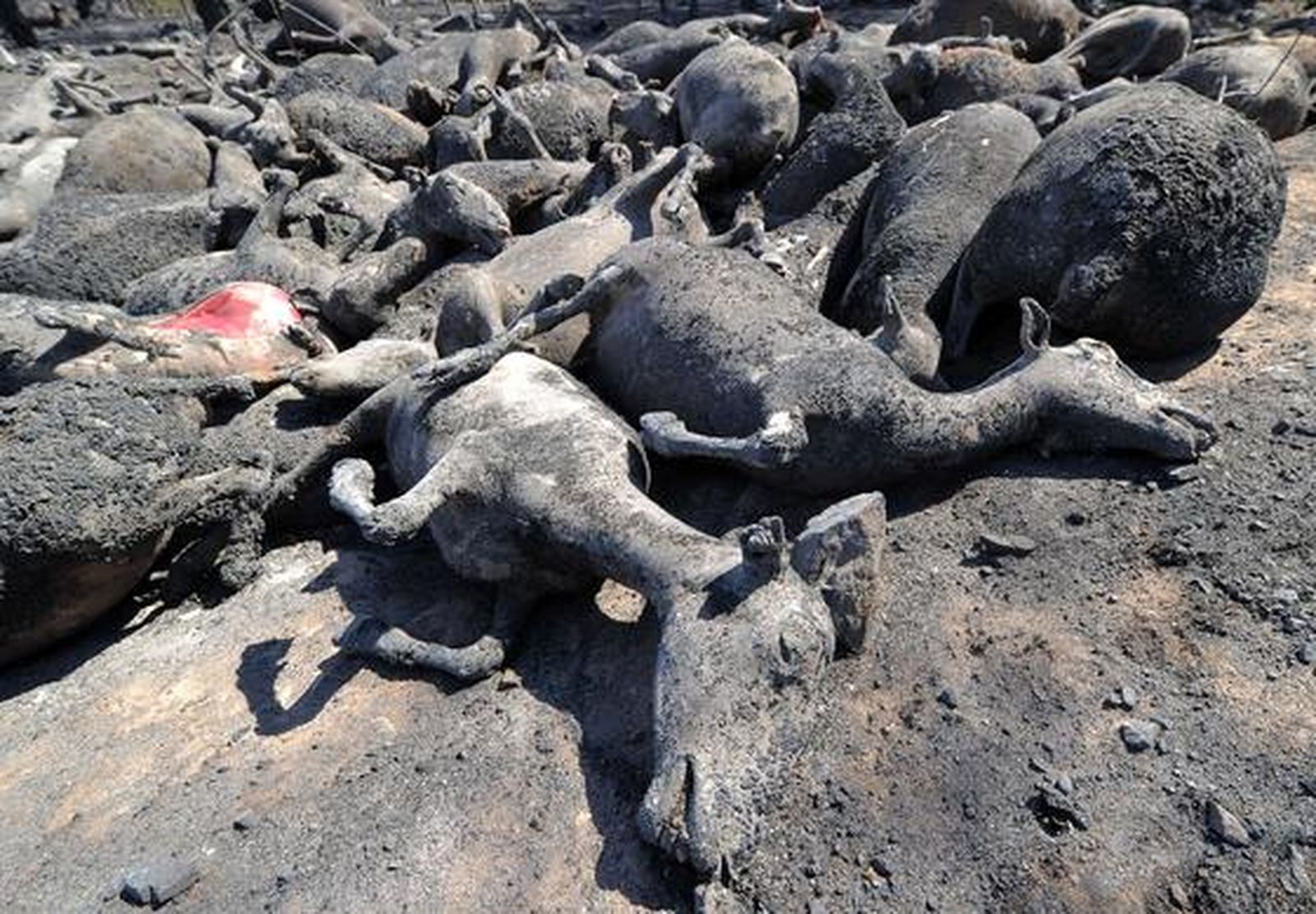 Imágenes del incendio de La Jonquera.

Foto: AFP