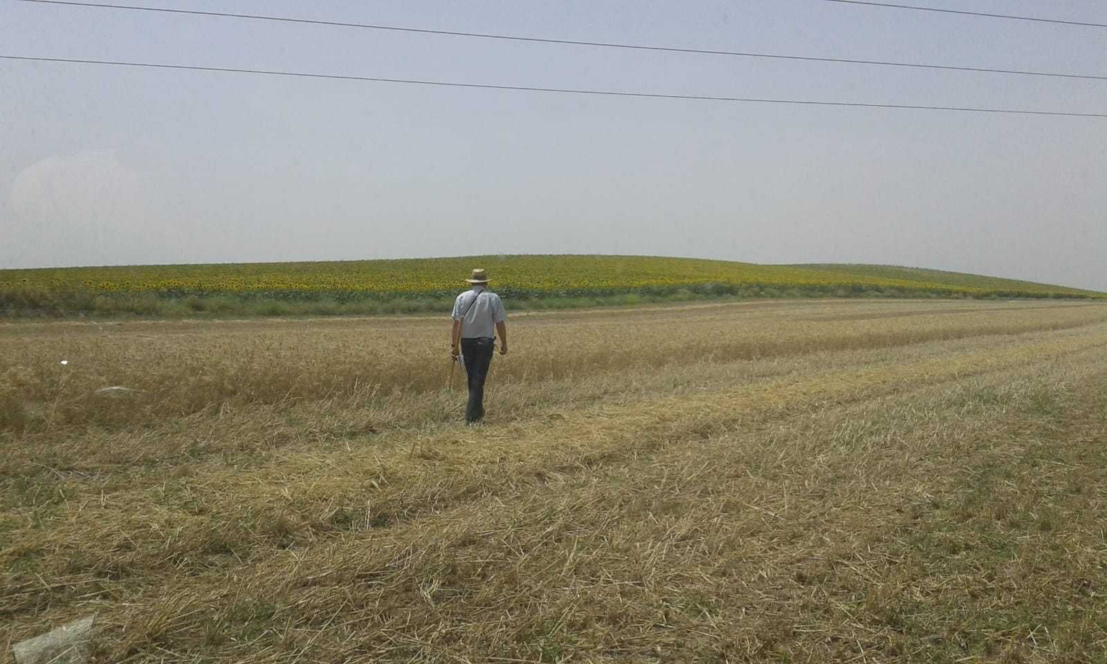 Efectos de la sequía en una explotación de cereales.