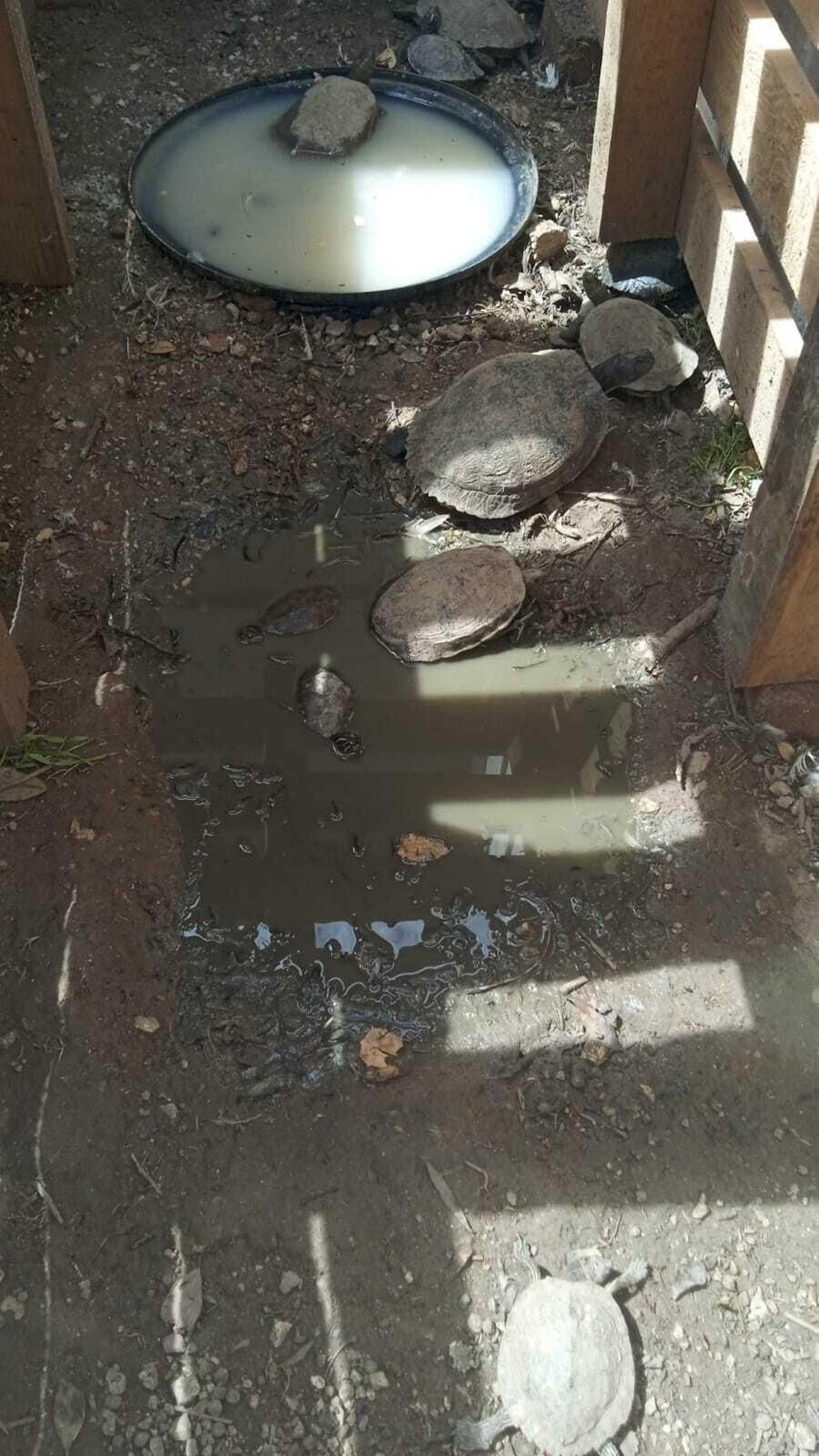 Así están los patos y tortugas del Parque tras el traslado: las fotos difundidas por AxSí en San Fernando