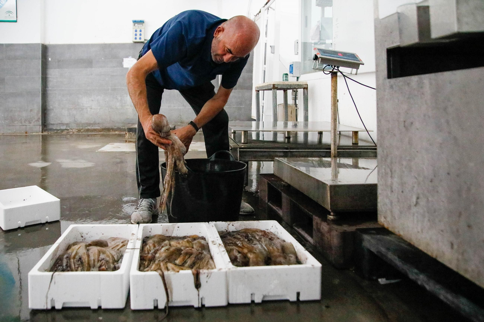 Vea cómo es la captura de pulpo en Adra, un manjar gastronómico