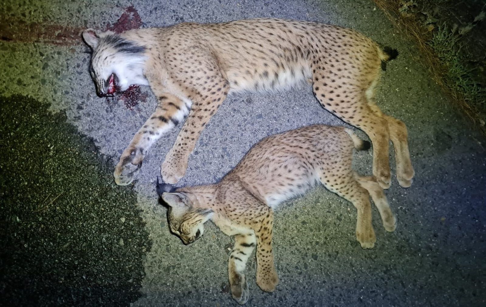 Dos linces atropellados en la provincia de Jaén.