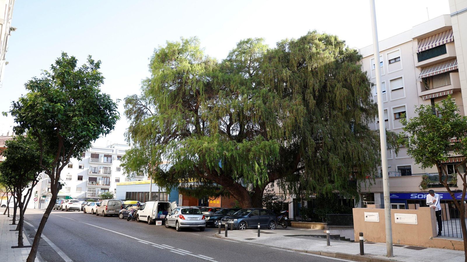 El ciprés se alza imponente delante de la oficina de Correos, en el Secano
