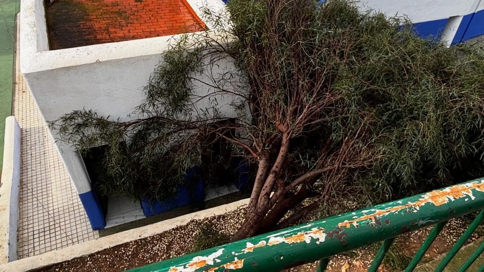 Un árbol cae dentro del colegio de Mojácar