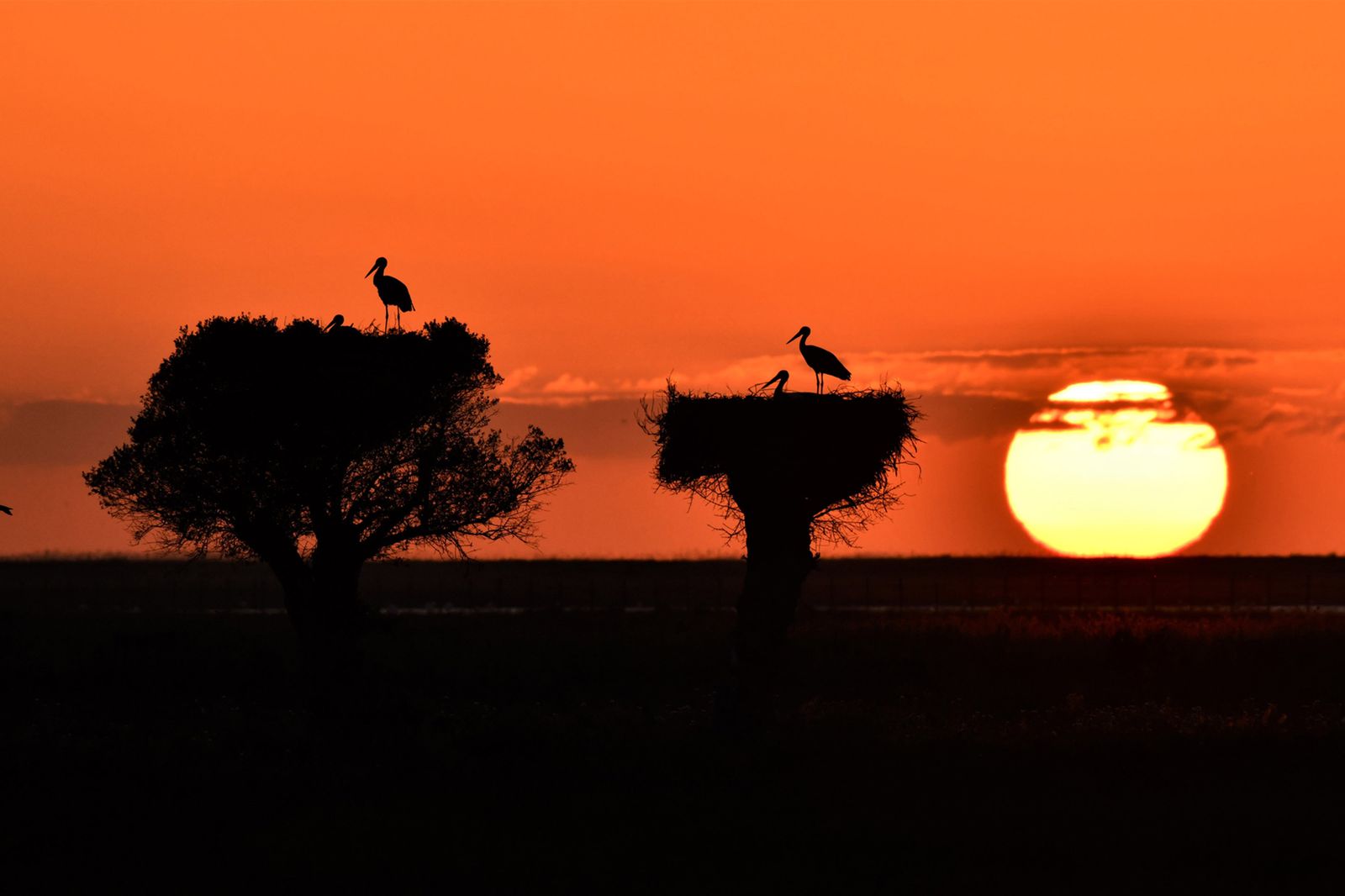 Las imágenes de la  exposición de Carlos Romero sobre la vida silvestre en Veta La Palma.