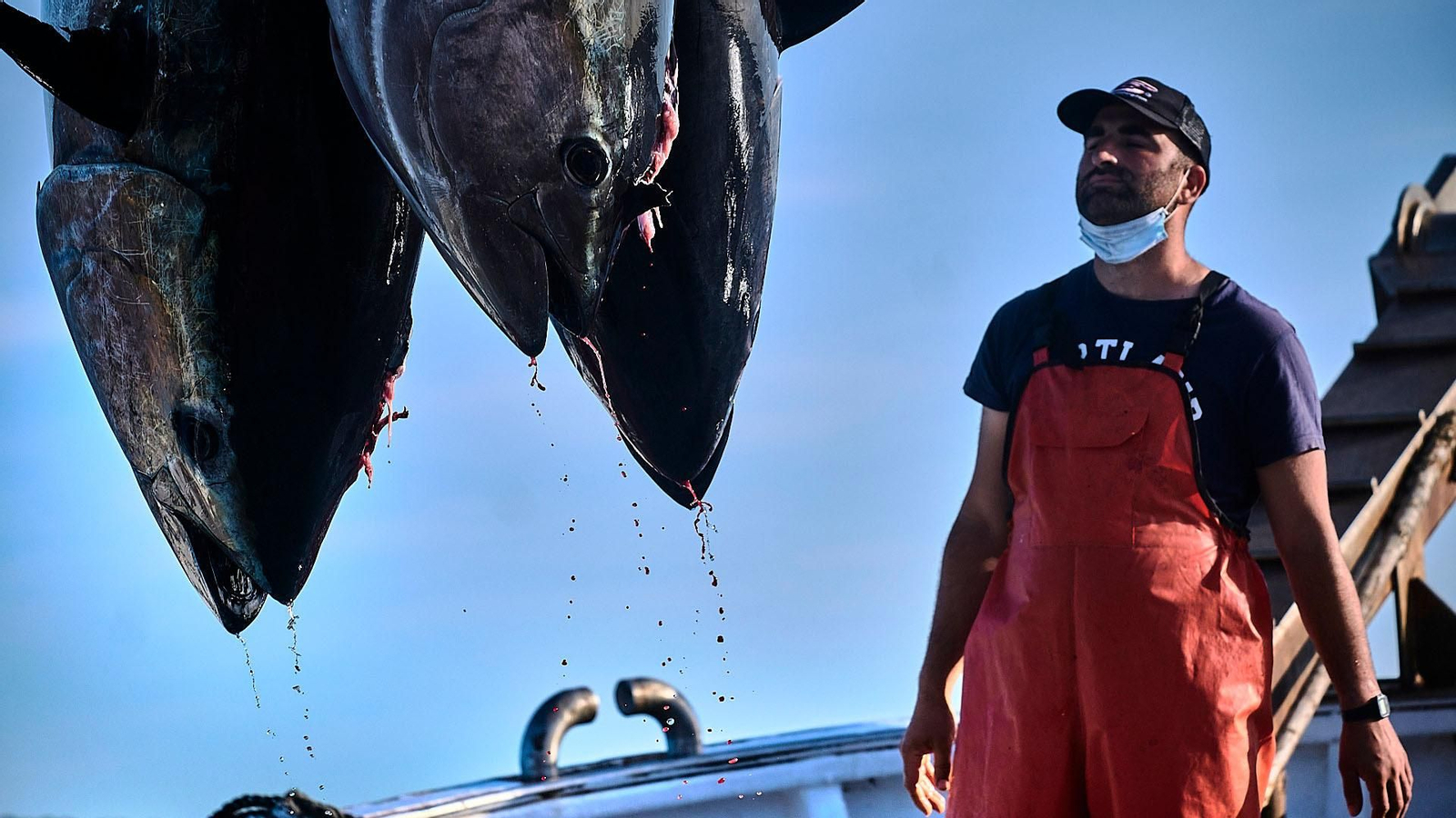 Izado de atunes a la embarcación de transporte