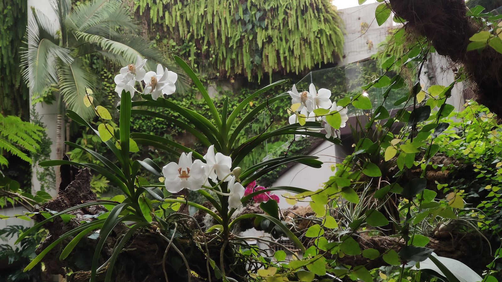 Vista de la especie Banda Barnesi