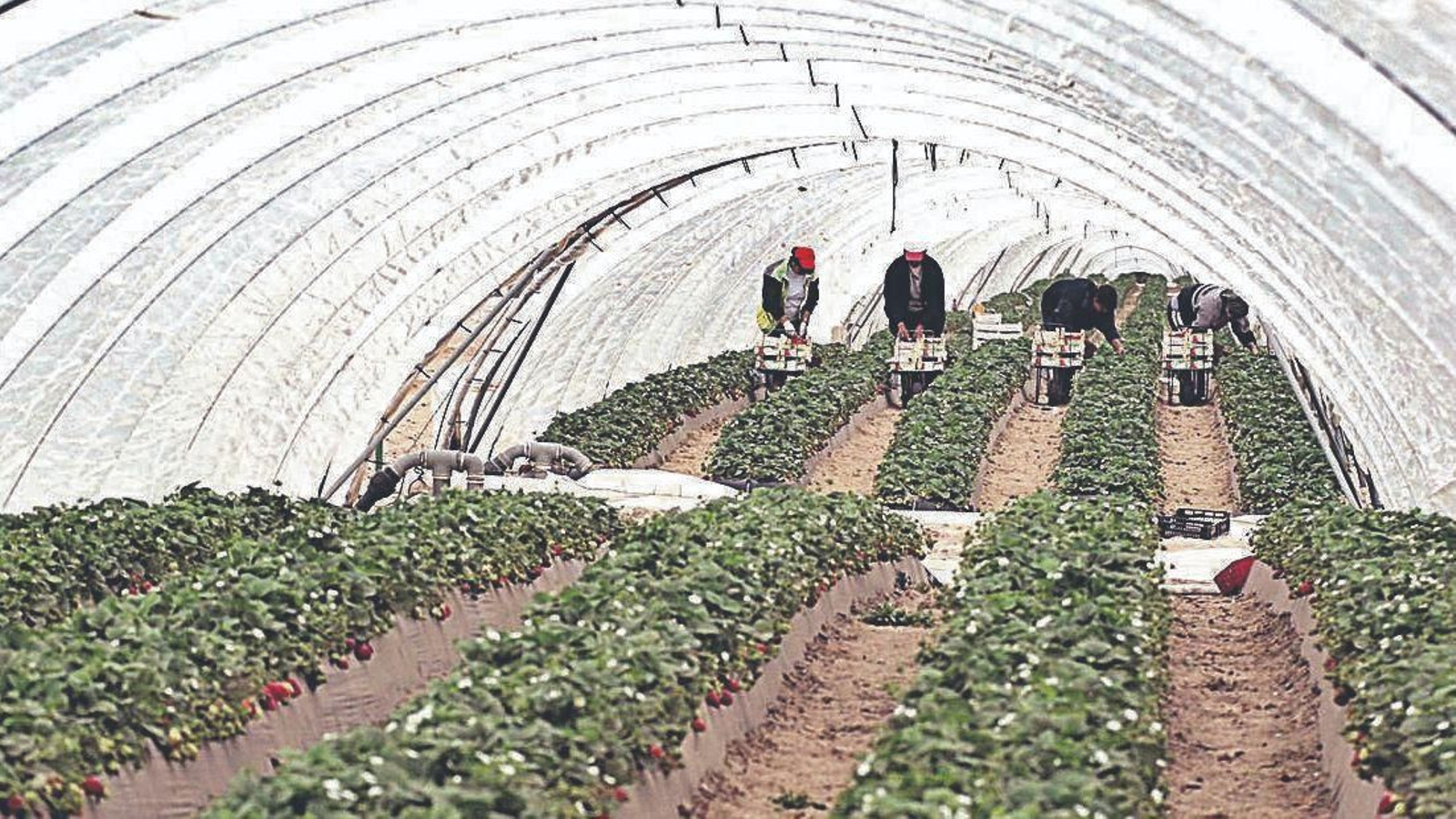 Andalucía ha liderado la exportación internacional de fresas, frambuesas y arándanos frescos en el primer trimestre de 2024