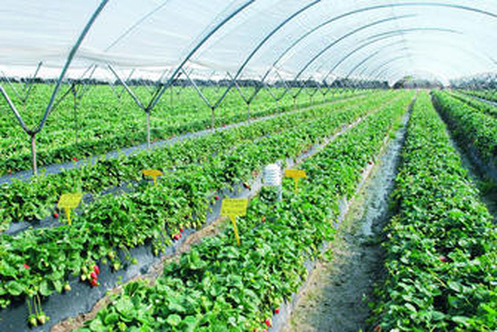 Instalación del Sistema Ecosat en un campo de fresas.