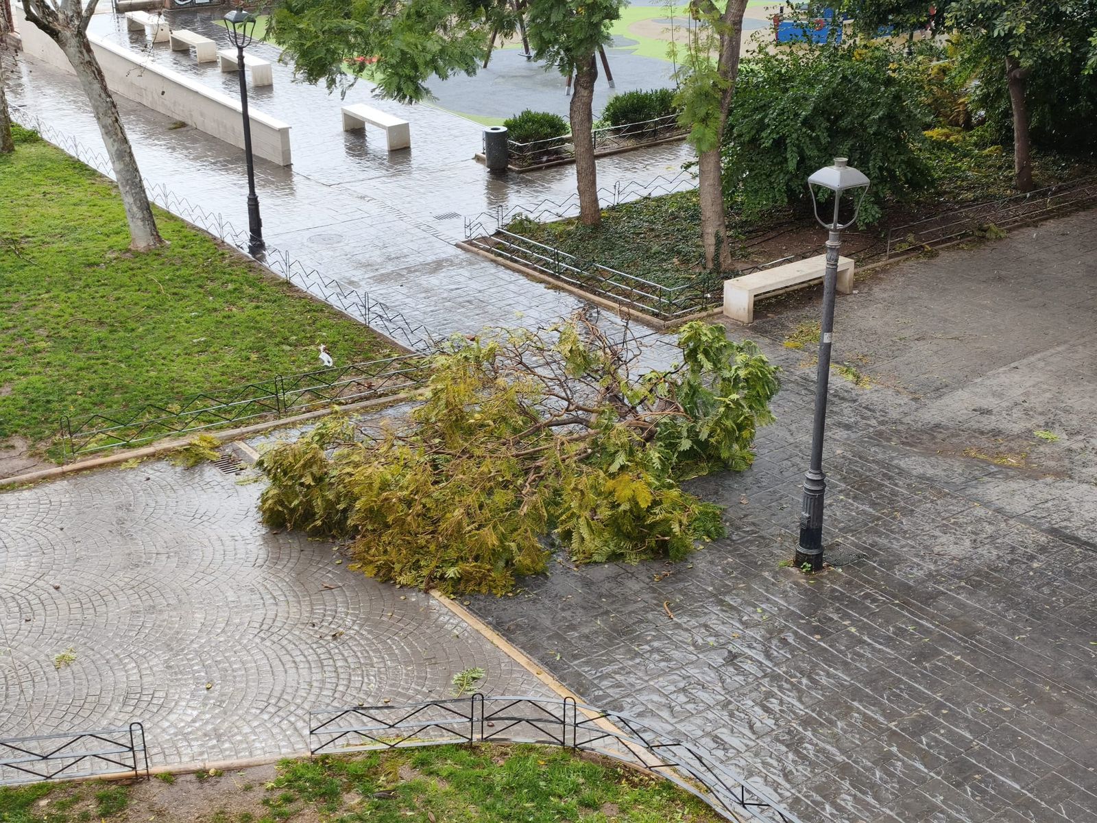 Caen varias ramas de un árbol en el parque San Isidro, junto a la Ciudad de la Justicia de Almería.