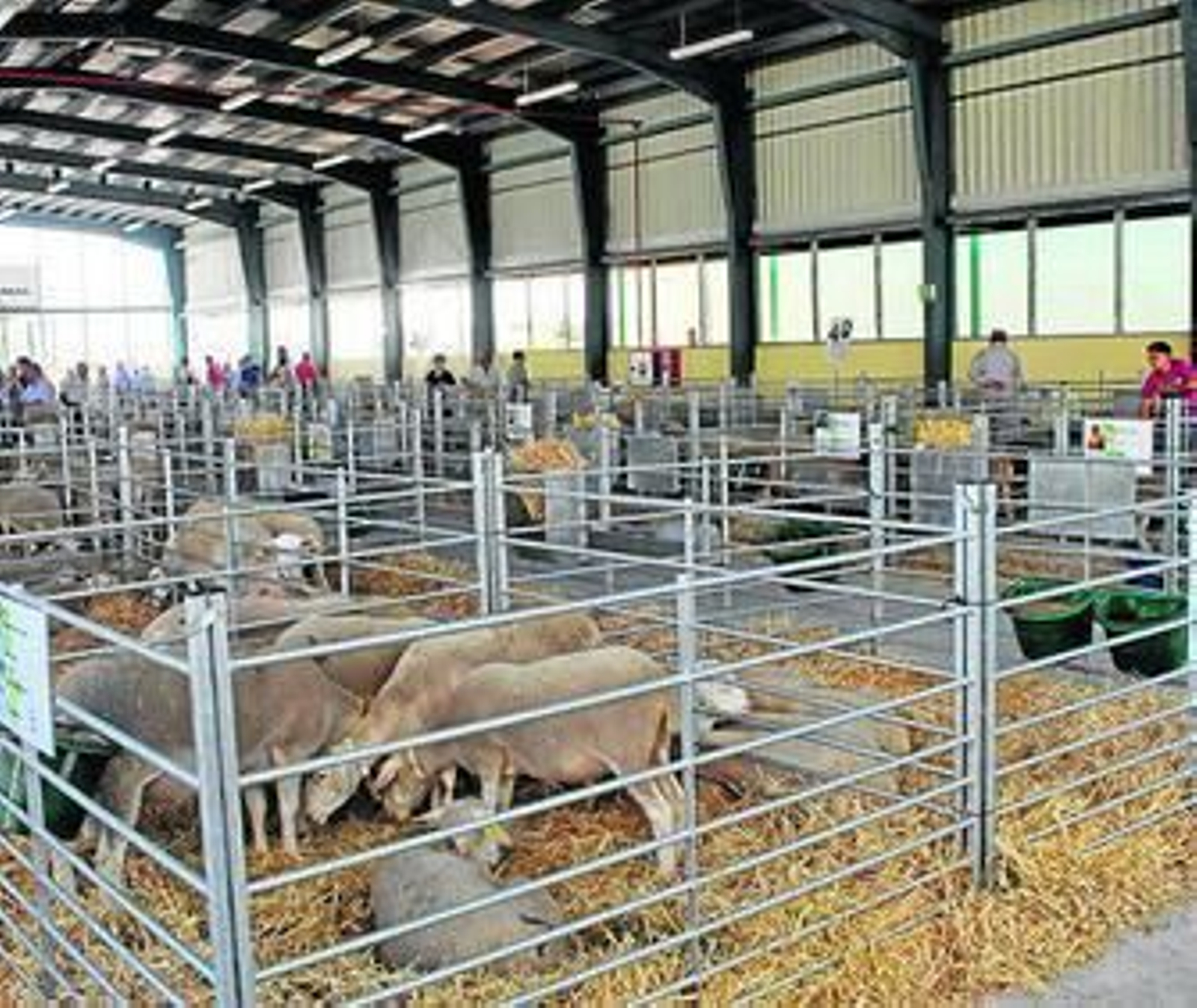 El cordero segureño cuenta ya con la Indicación Geográfica Protegida.