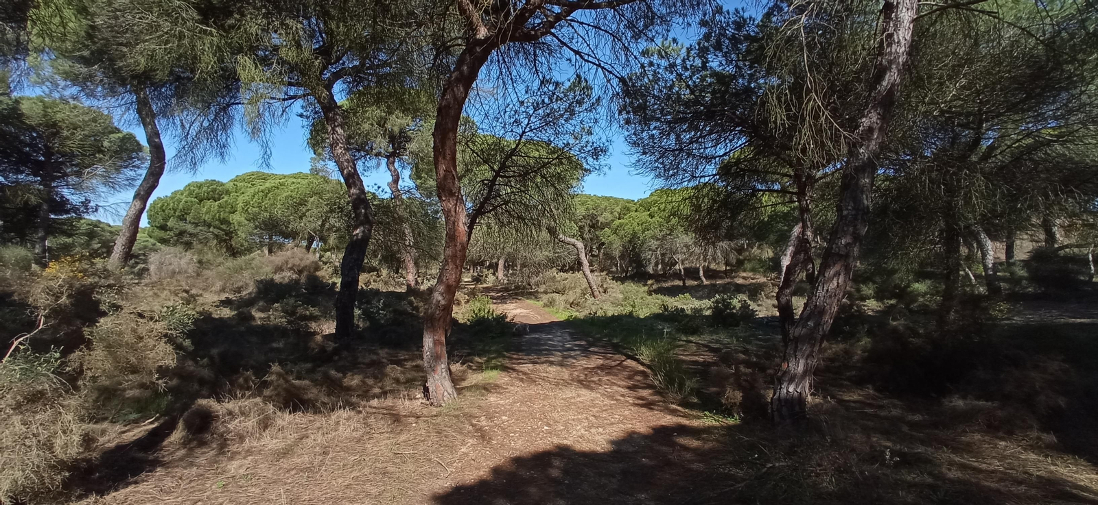 Las imágenes de la ruta de las salinas del Astur y los pinares de Punta Umbría