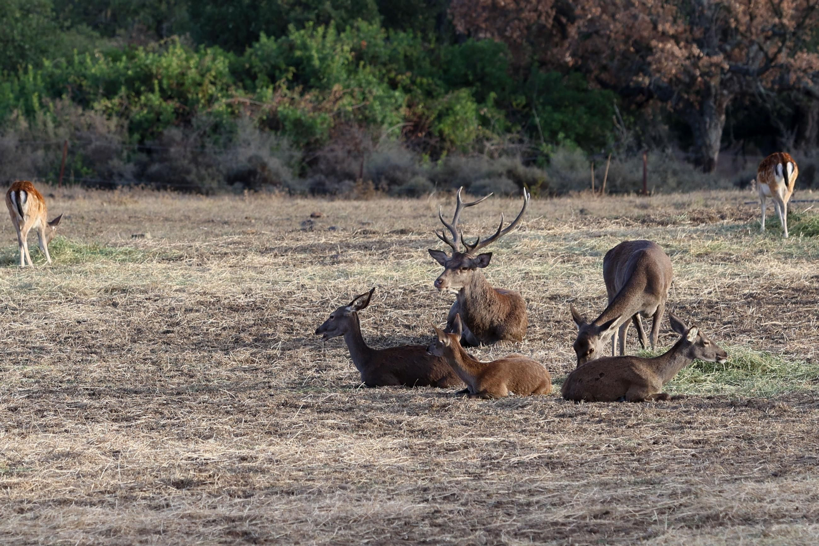 Fotos de la berrea en el Parque natural de Los Alcornocales