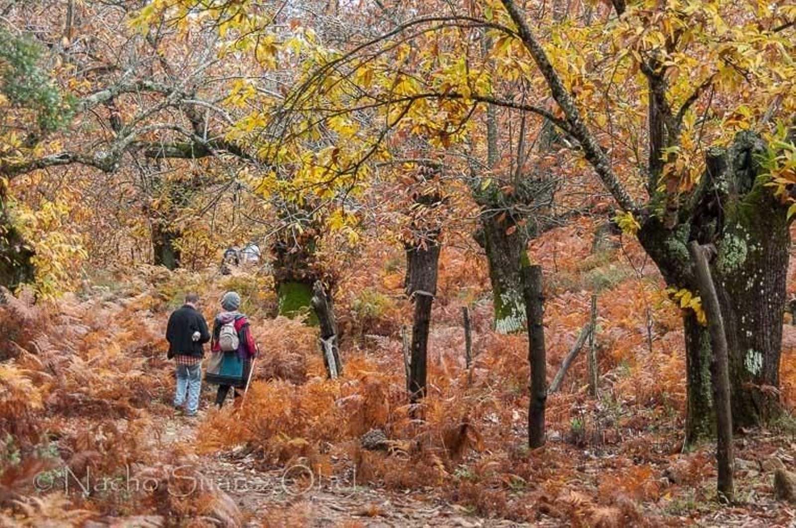 La naturaleza en Castaño del Robledo.
