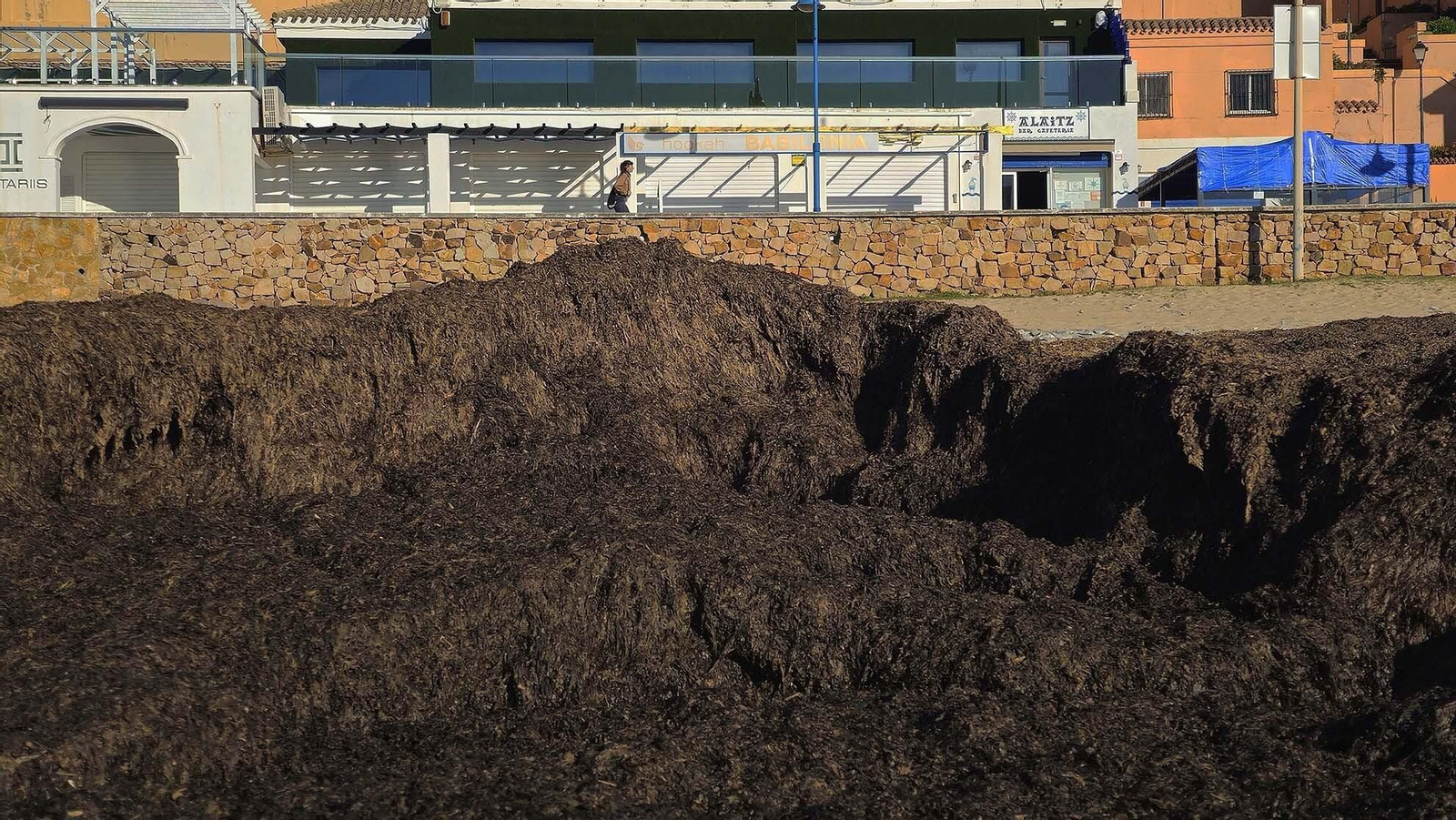 Imágenes del manto de alga parda en la playa de Getares
