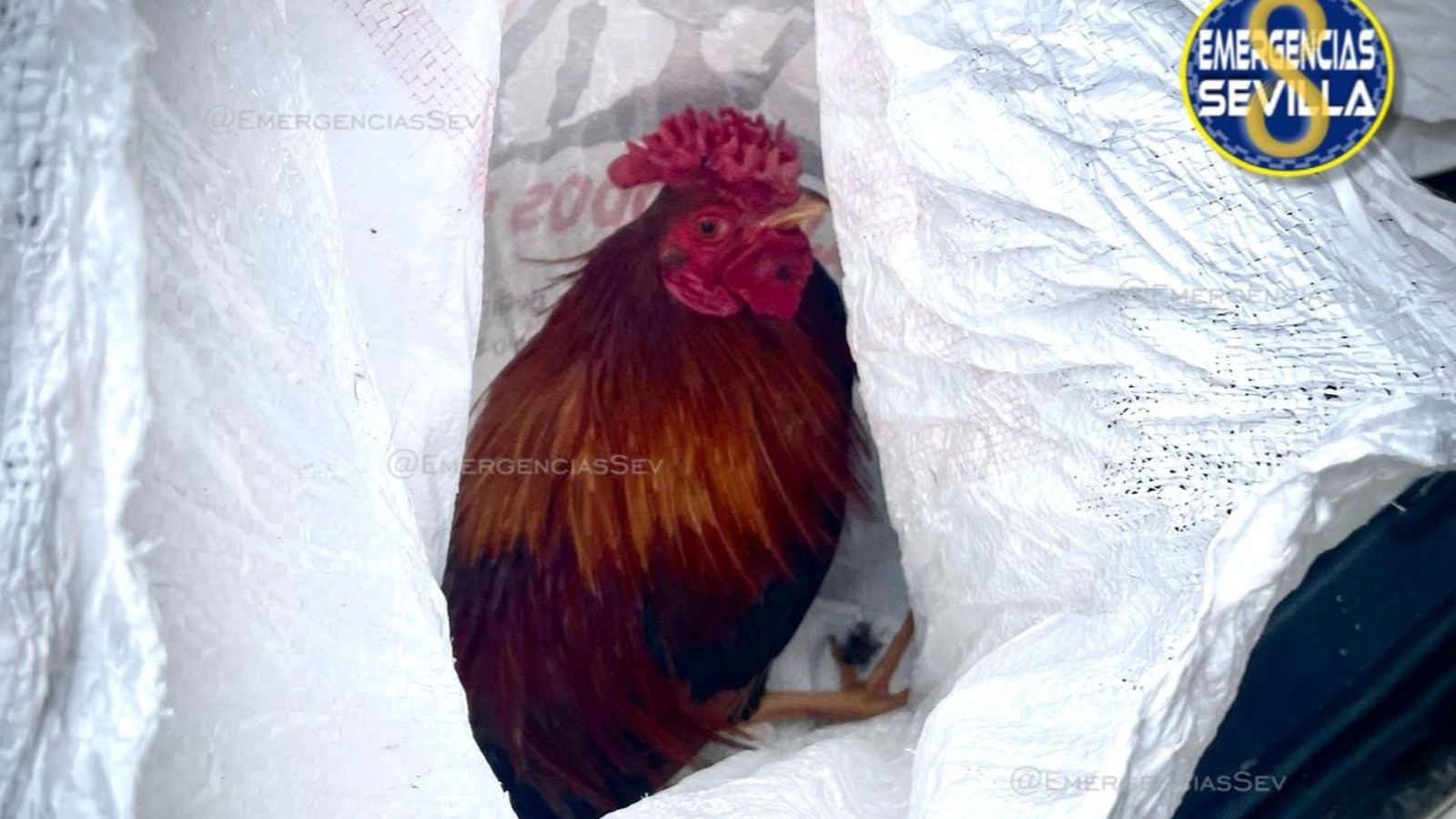 Uno de los gallos encontrados en las inmediaciones del cementerio de Sevilla