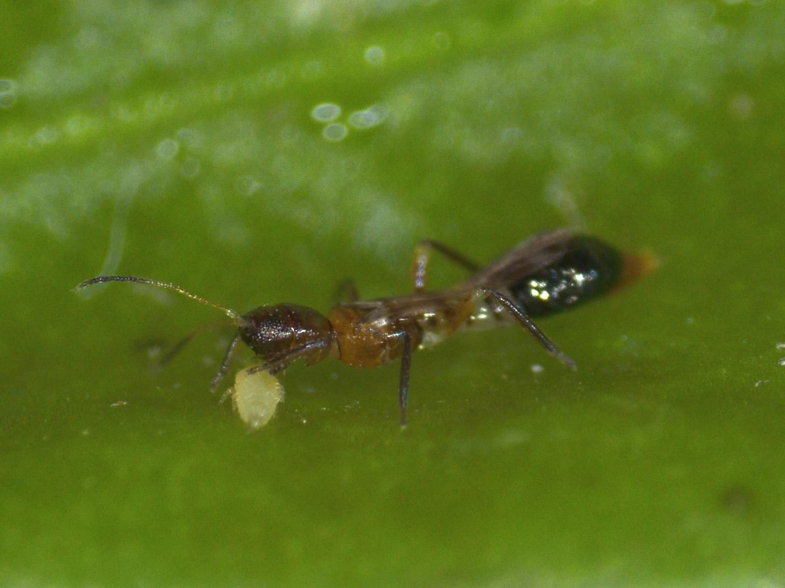 Ejemplar del depredador ‘Franklinothrips megalops’.