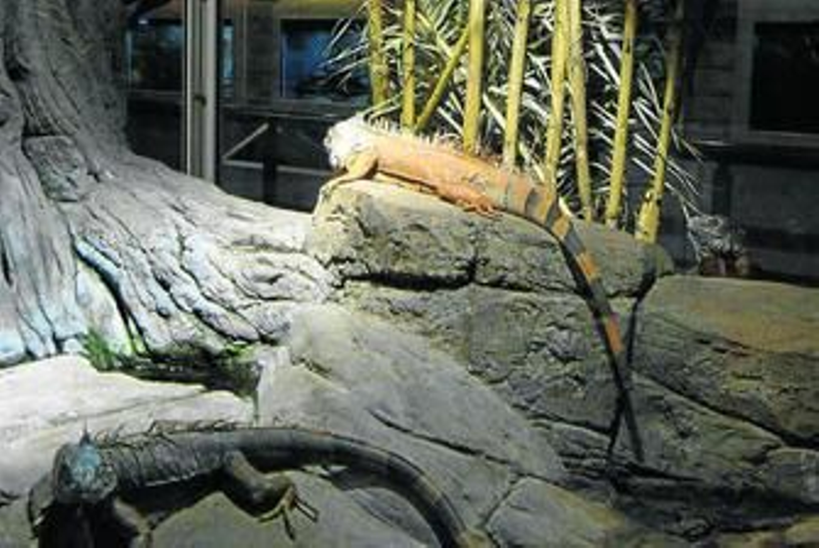 Conocer y descubrir las huellas de los reptiles