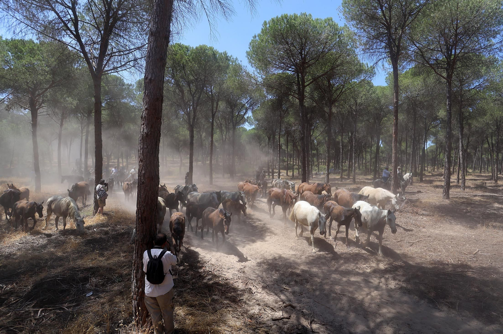 Las mejores imágenes de la Saca de las Yeguas 2025