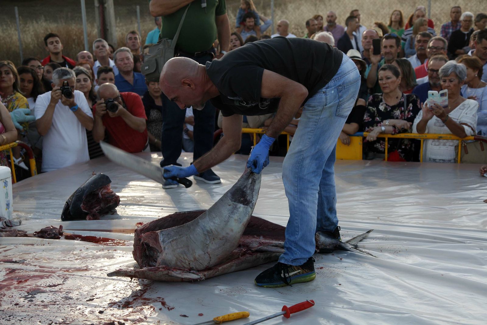 El despiece de un atún en la plaza de la Almadraba de Punta del Moral.