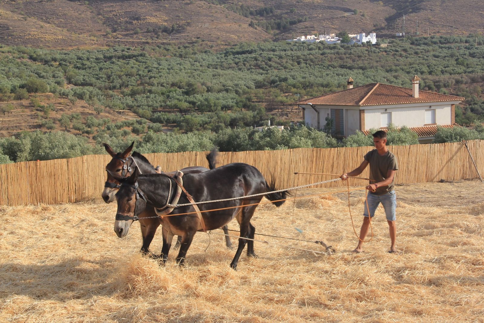 La Fiesta de la Trilla rememora una vieja tradición, muy presente entre los abulenses más veteranos.