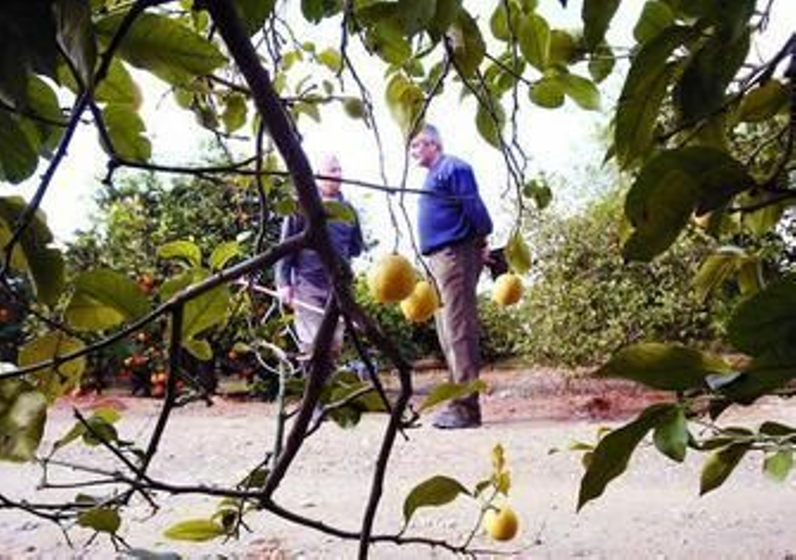 Las fábricas de zumo aún no han fijado los precios que pagarán por cada kilo a las Organizaciones de Productores de Frutas y Hortalizas.