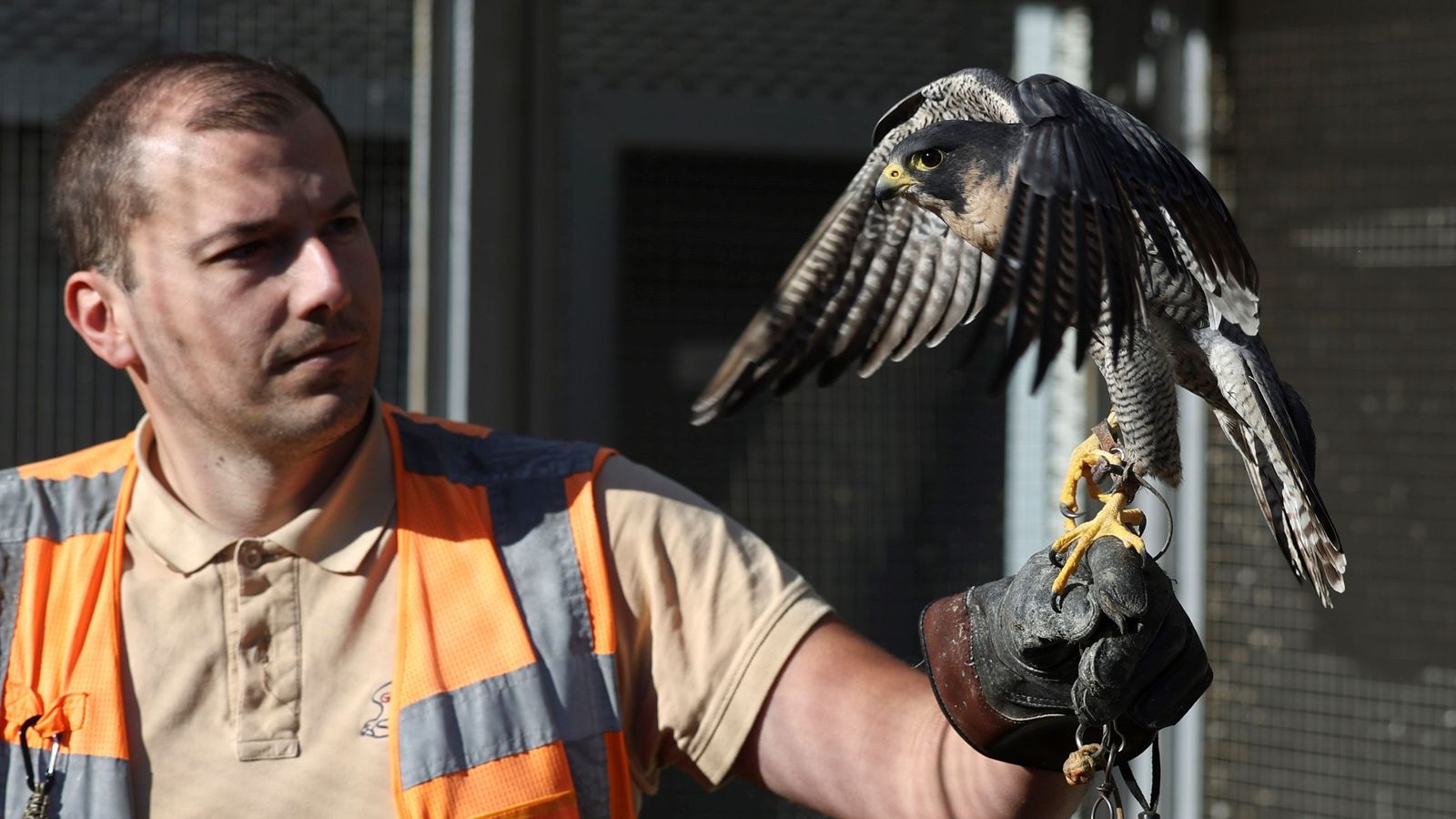 Gabriel Pérez, coordinador del Servicio y Control de Fauna del Aeropuerto de Málaga