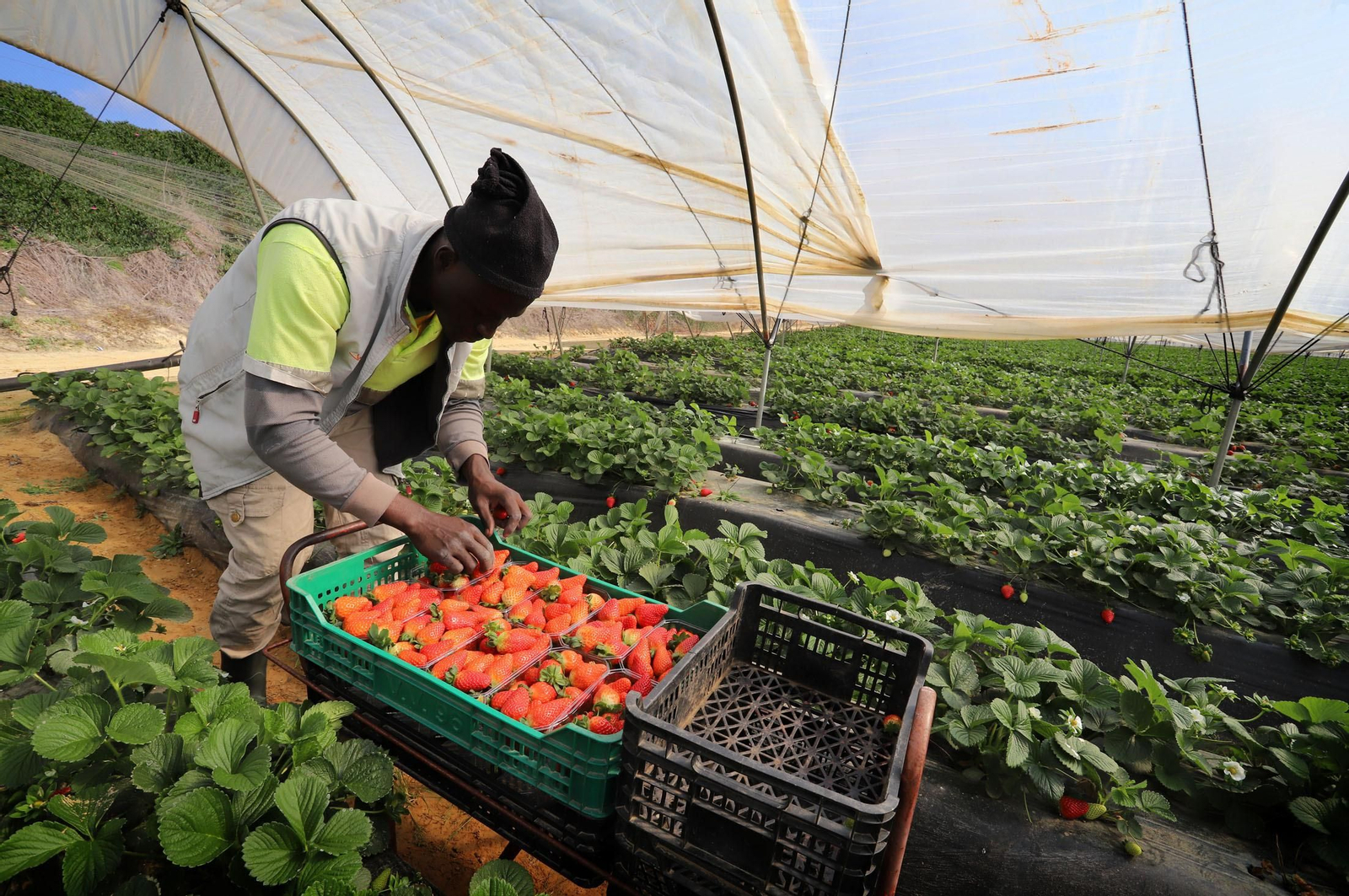 Imágenes de la realidad del trabajo en el campo