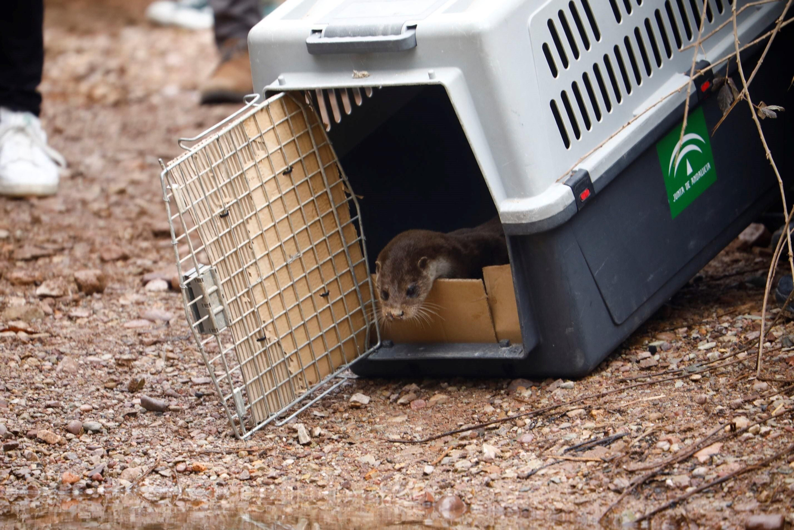 La suelta de la nutria recuperada en Córdoba, en imágenes La suelta de la nutria recuperada en Córdoba, en imágenes