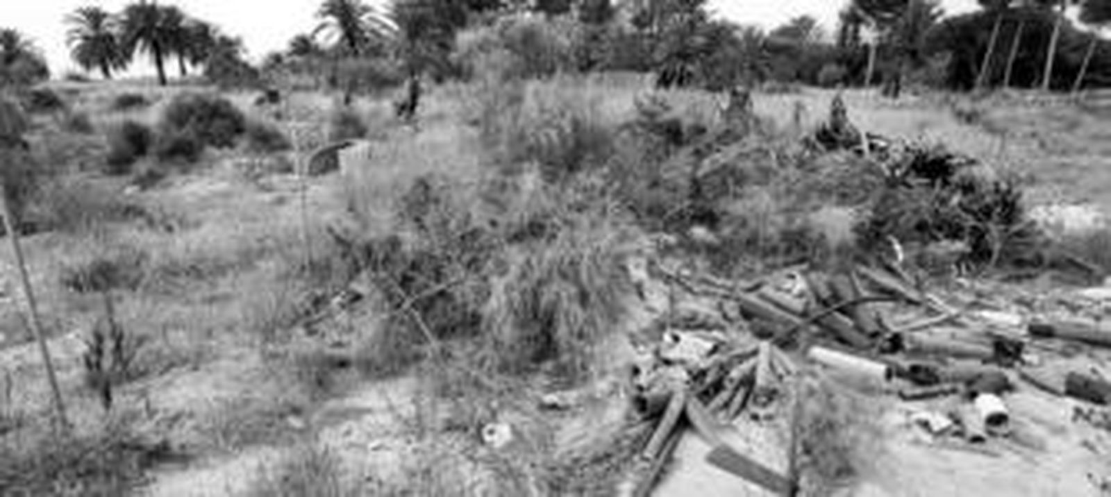 Bahía Blanca, del bosque al desierto