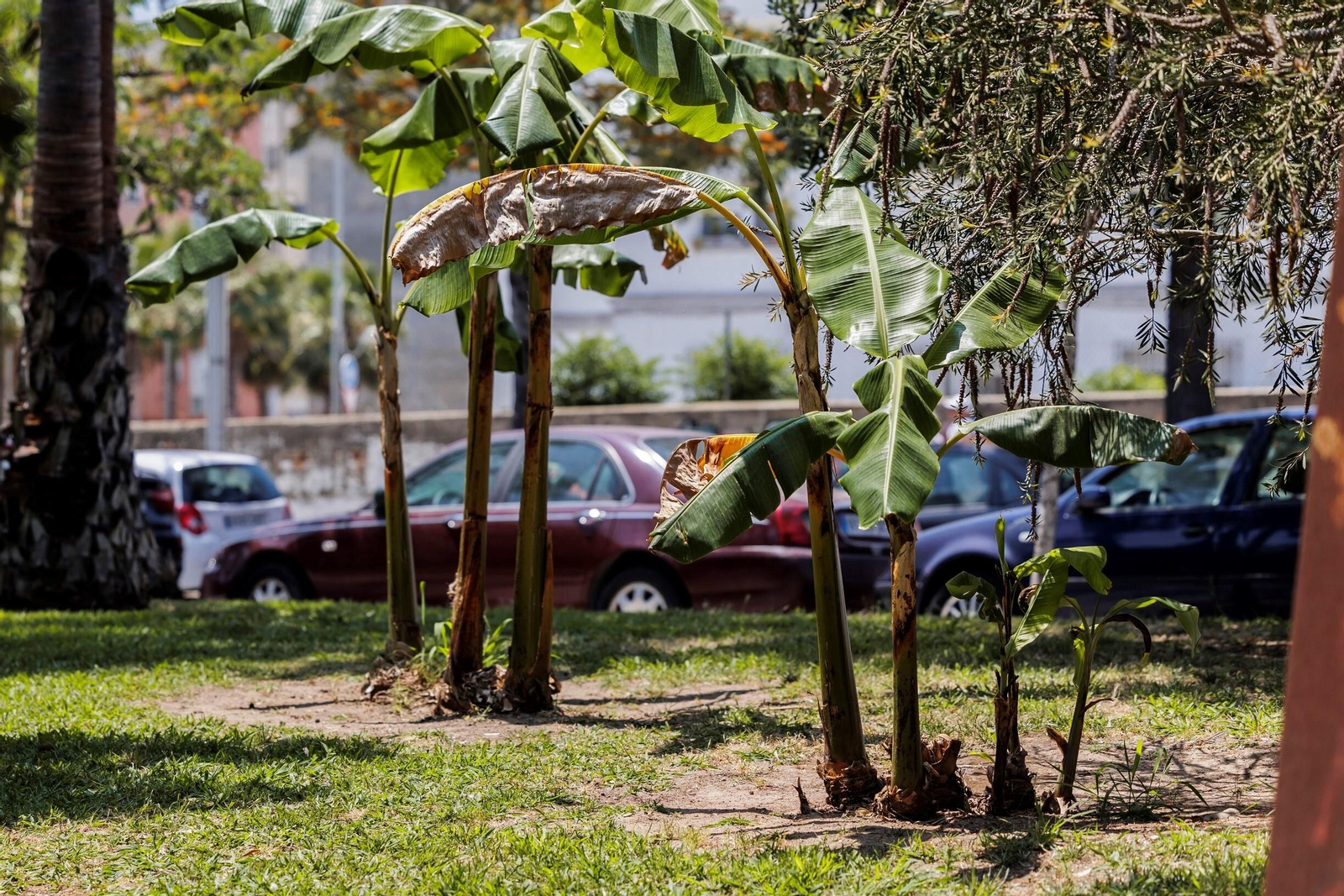 Las zonas verdes menos verdes de la ciudad de Cádiz