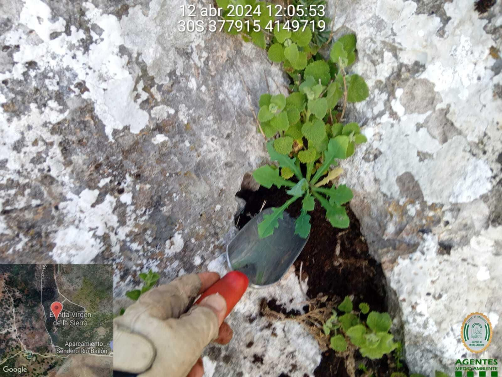 Siembra de la especie entre las rocas.