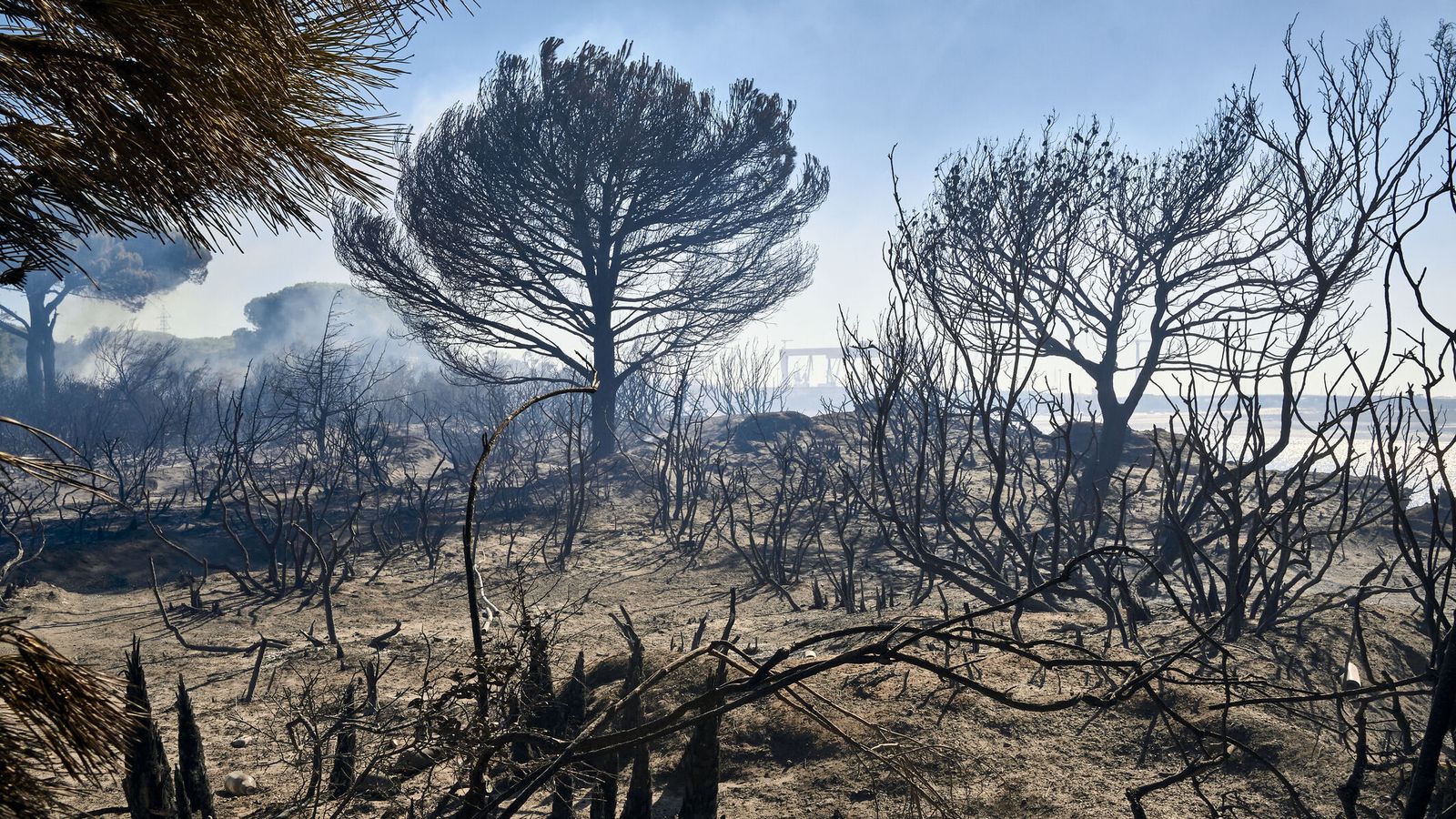 Año de incendios. 15.000 metros cuadrados del Pinar de La Algaida, en el entorno del Campus de la Uca en Puerto Real ardieron y las llamas incluso llegaron a afectar a instalaciones  universitarias.