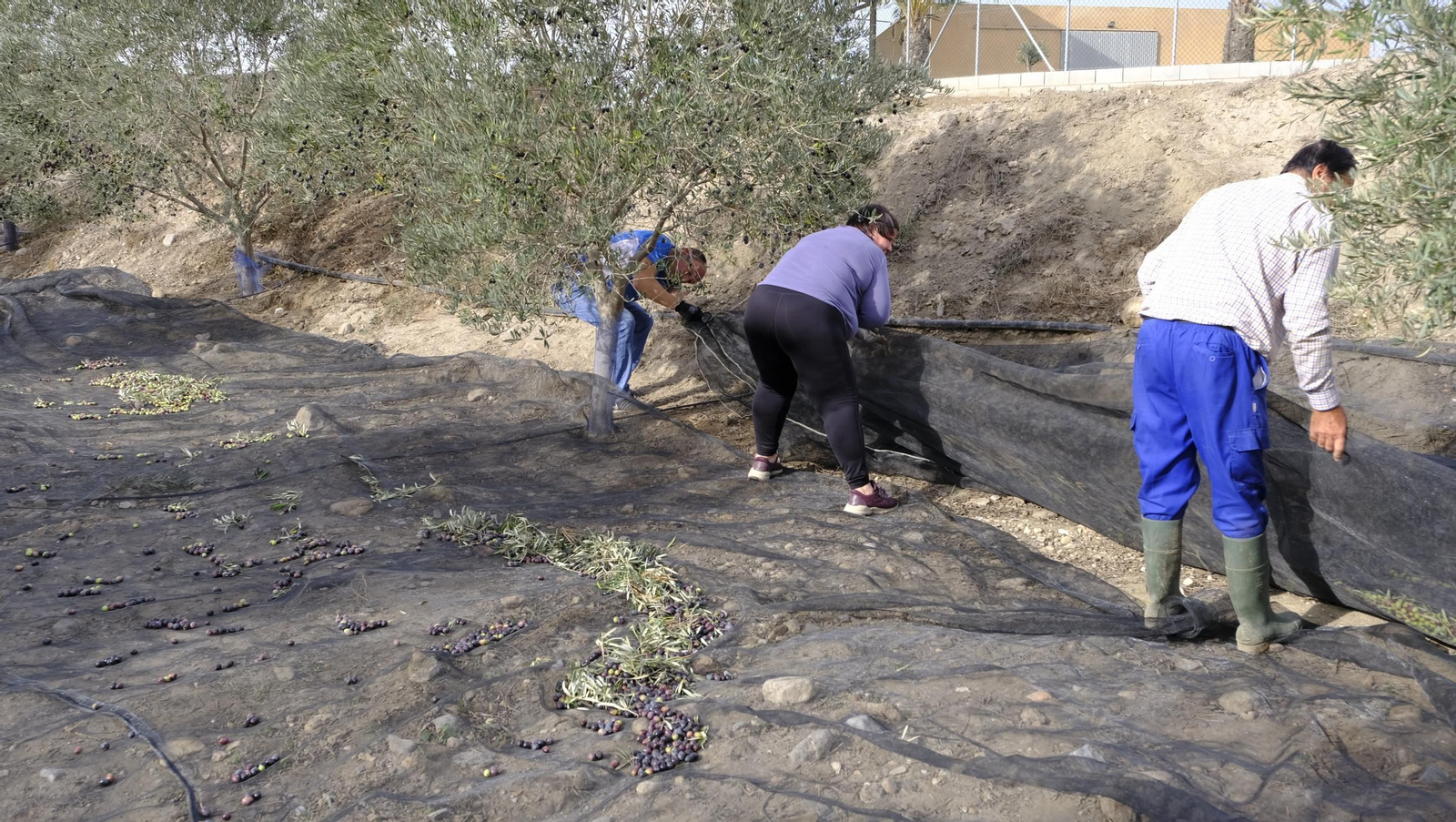 Época de recogida de aceitunas, en imágenes