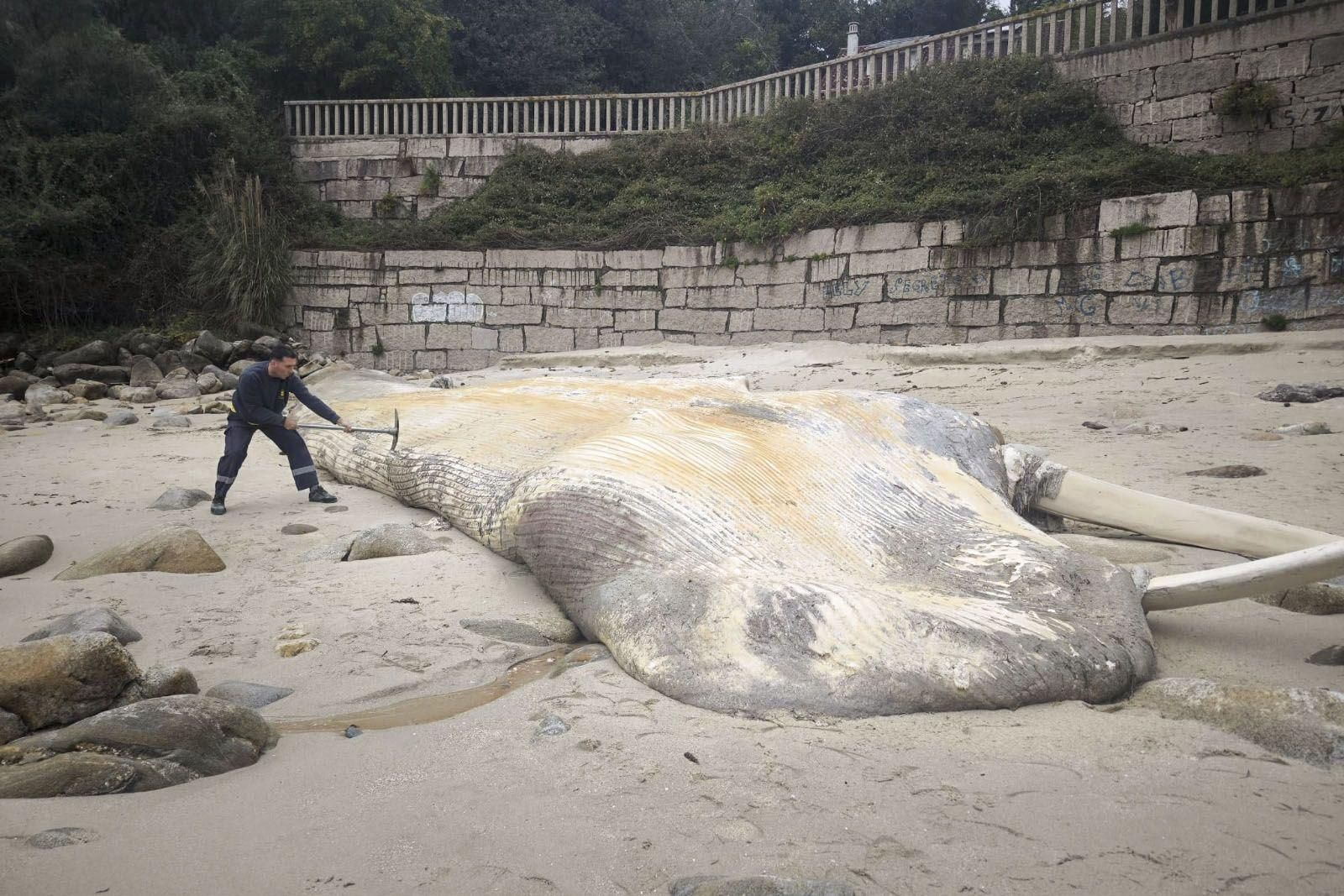 La fuerte marejada ha llevado a Sanxenxo el cadáver de una ballena.