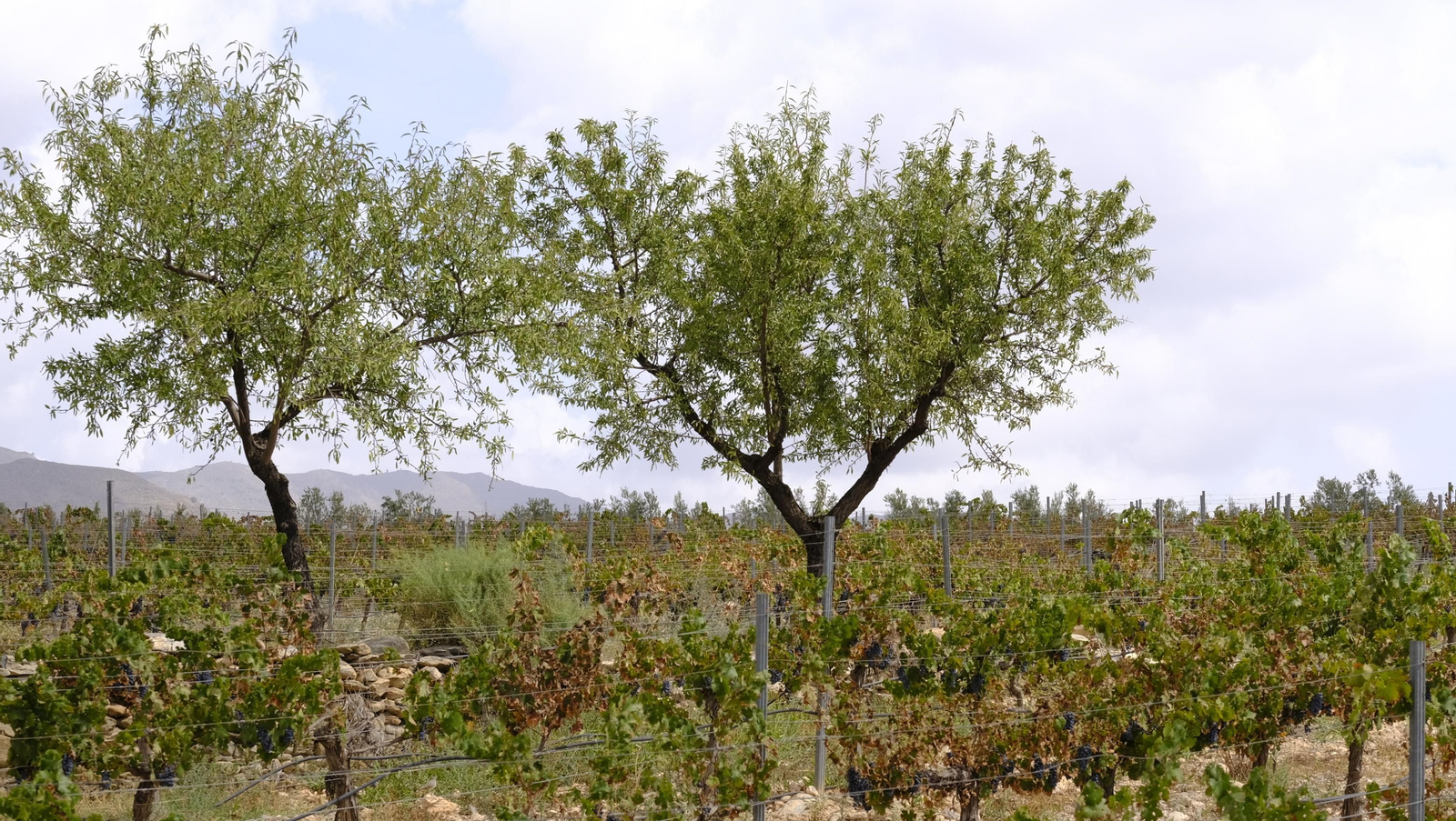 Llega la vendimia a las Bodegas Perfer, en Uleila del Campo
