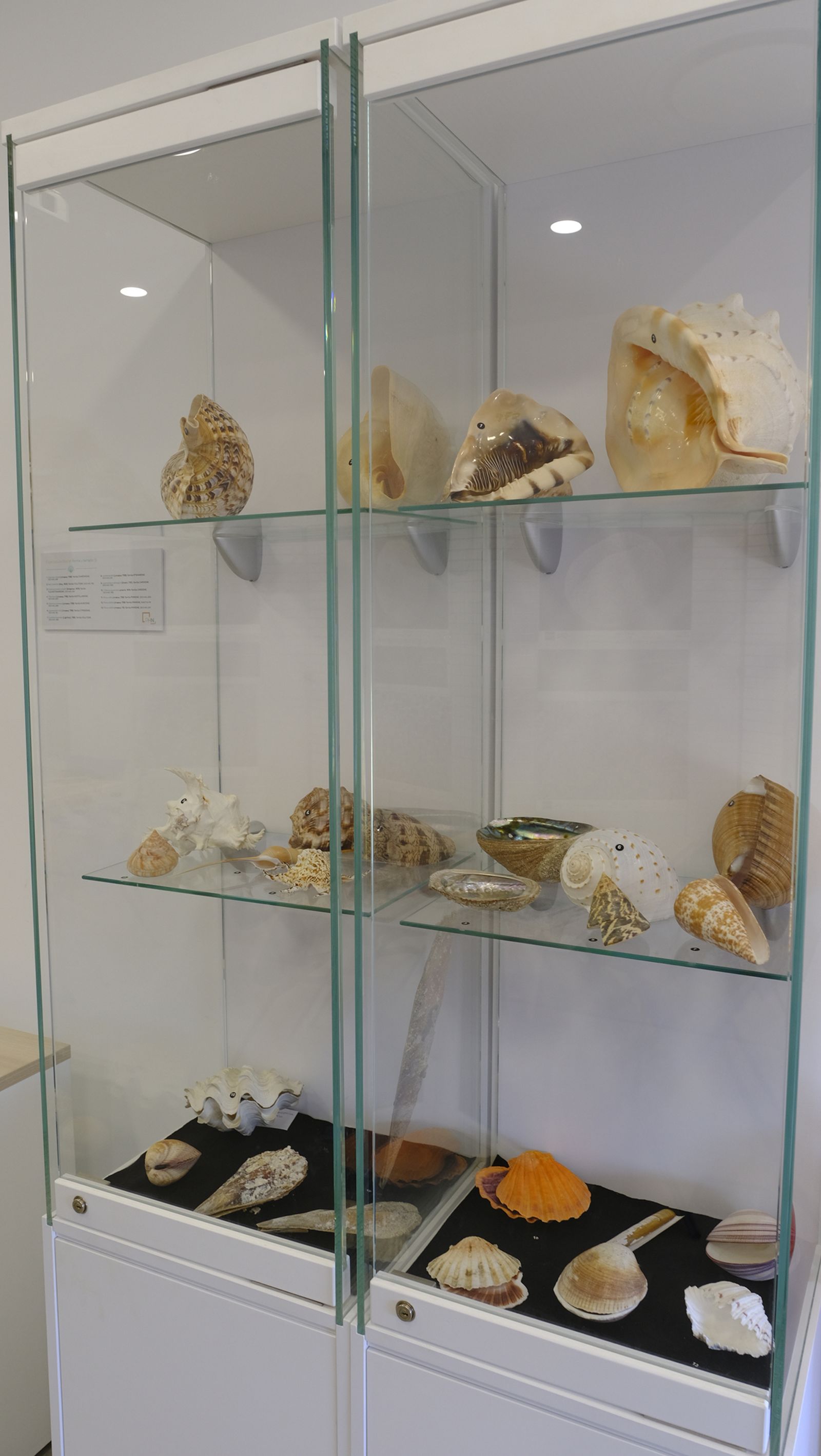 Las mejores imágenes del Pabellón de Historia Natural de la UAL