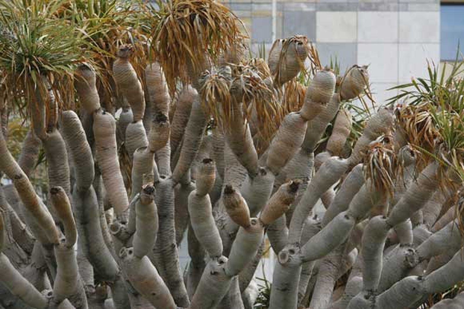 Técnicos municipales certifican la muerte del drago de Puerta Tierra