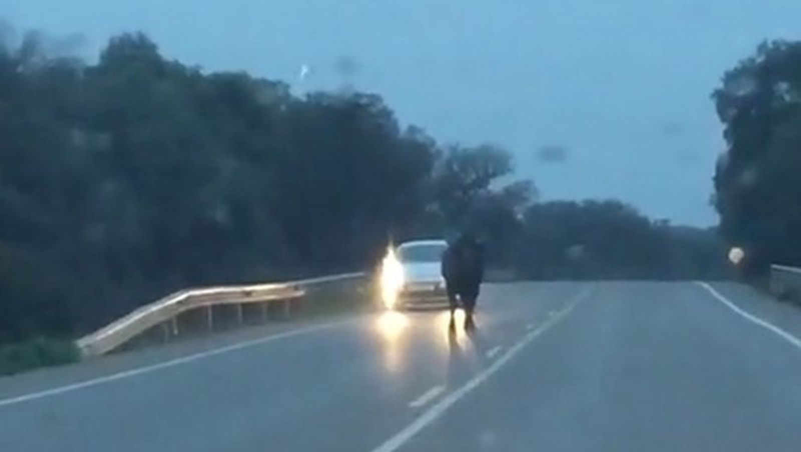 El astado, en mitad de la carretera.