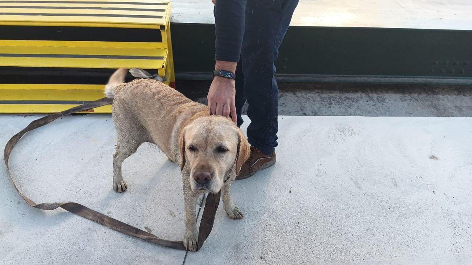 Perro rescatado en Martos. Perro rescatado en Martos.