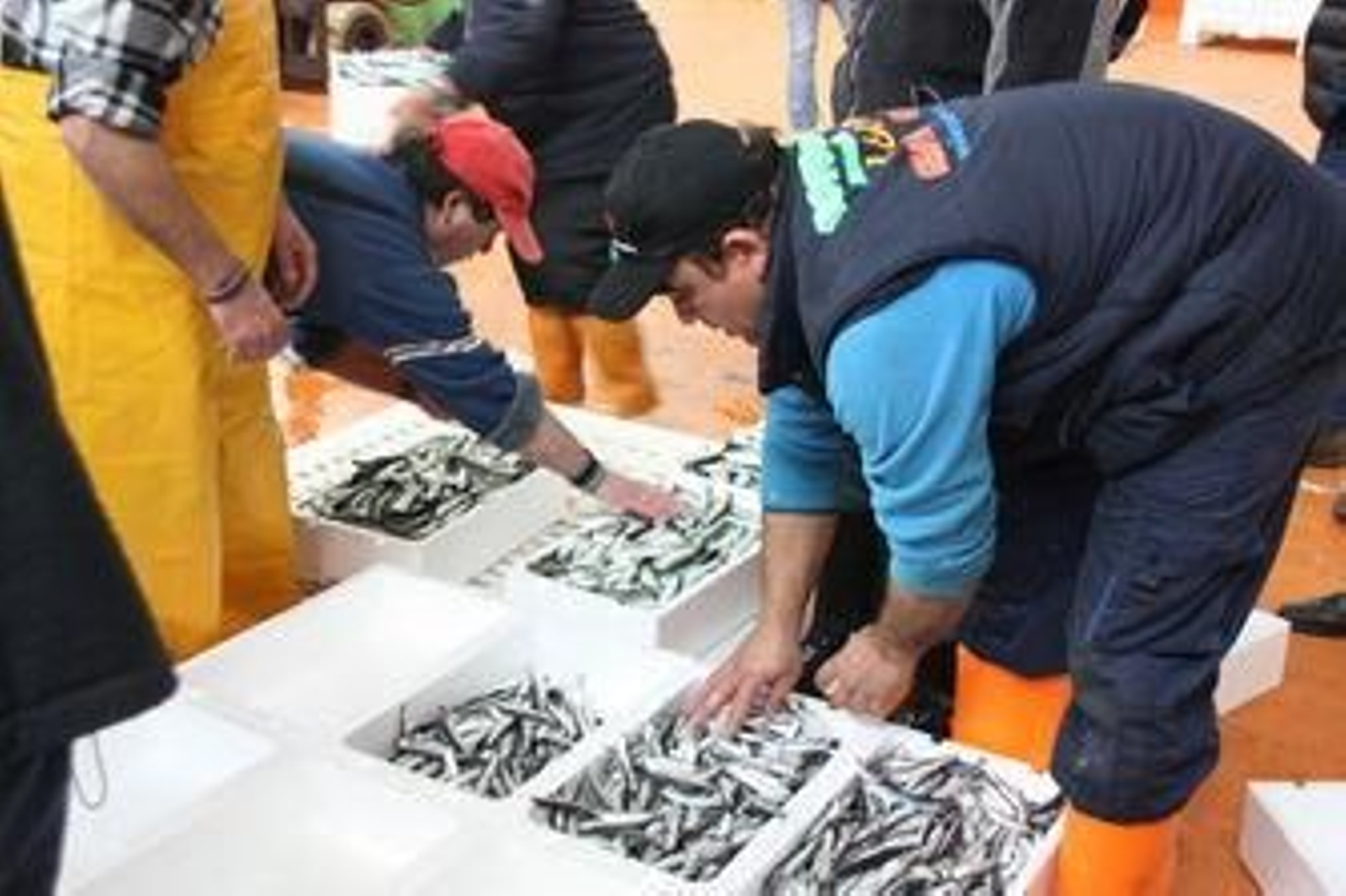 El aumento de cuota de boquerón beneficiará a 86 buques de la flota del Golfo de Cádiz