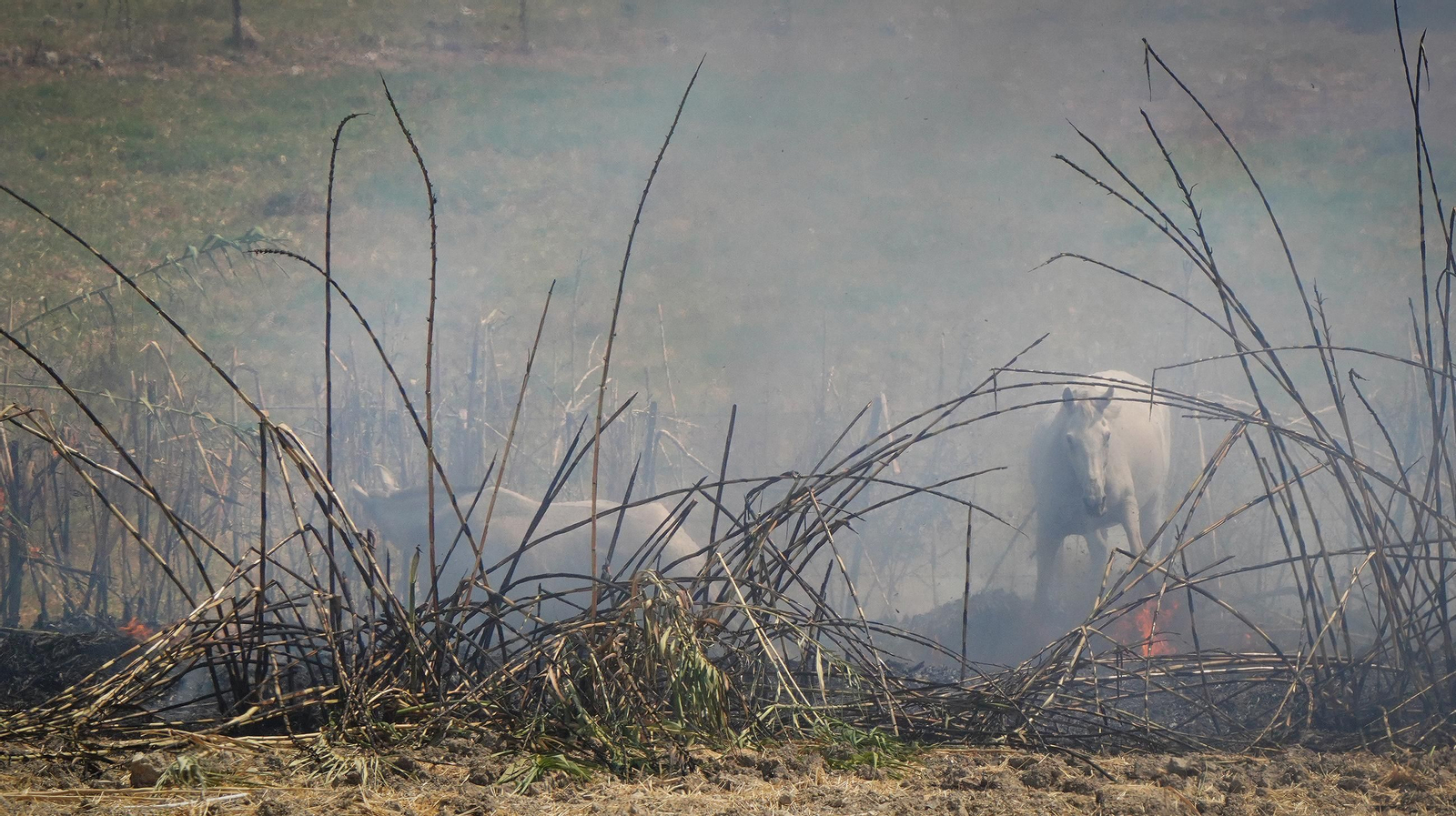 Muere un caballo después de que la manada fuese liberada