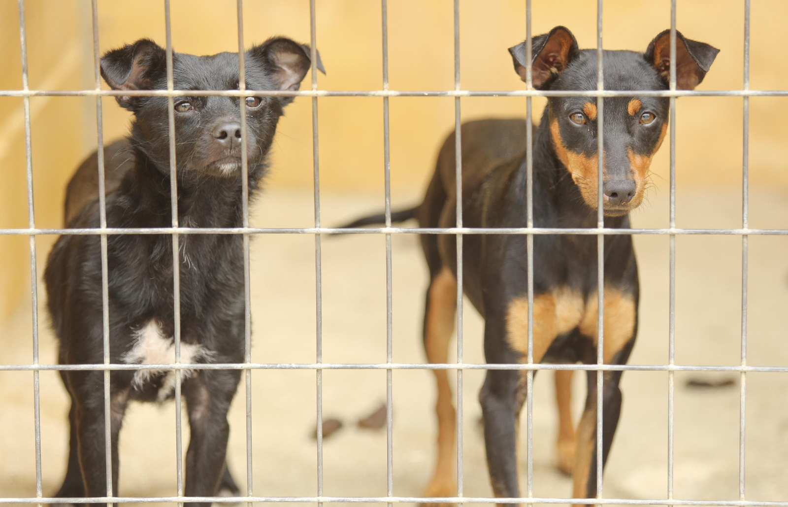 Las fotos de los animales de la Protectora de Málaga Las fotos de los animales de la Protectora de Málaga