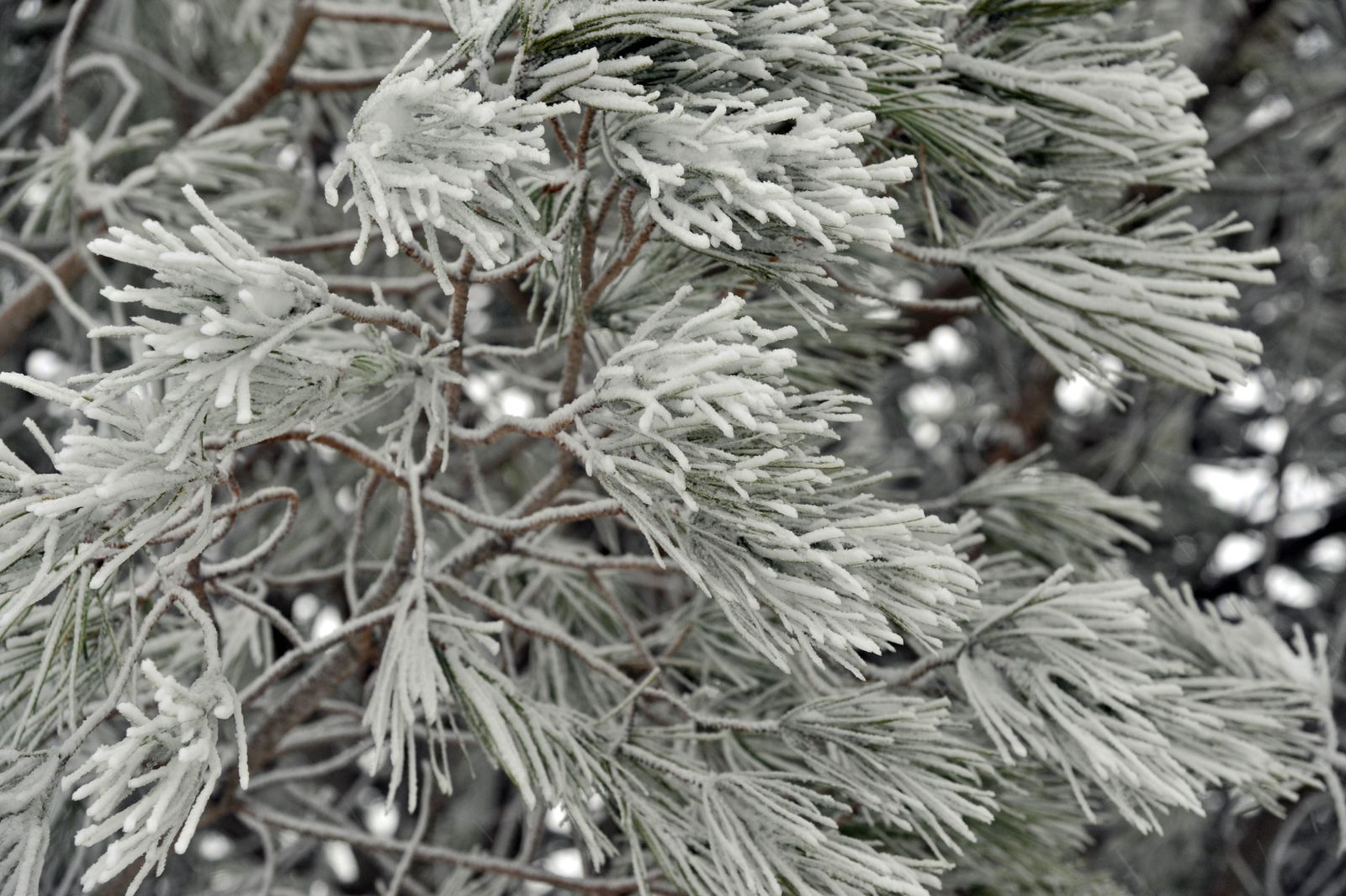 Nieve en la Sierra de Cádiz