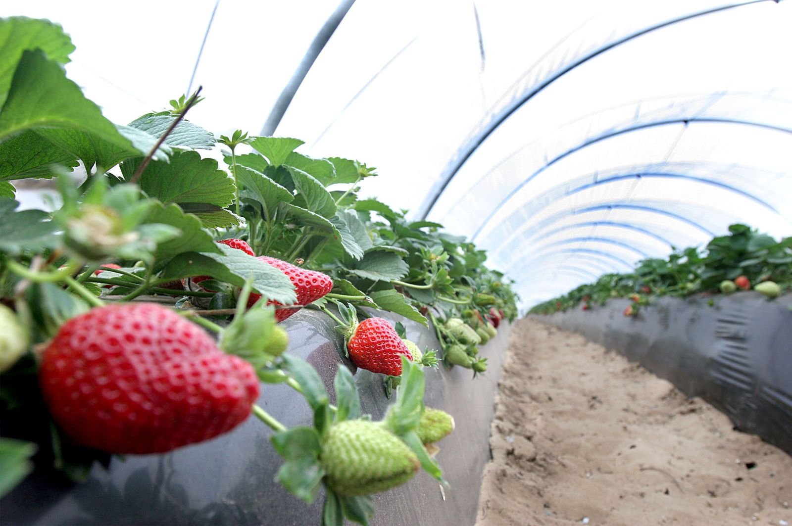 Imagen de archivo de un cultivo de fresas.